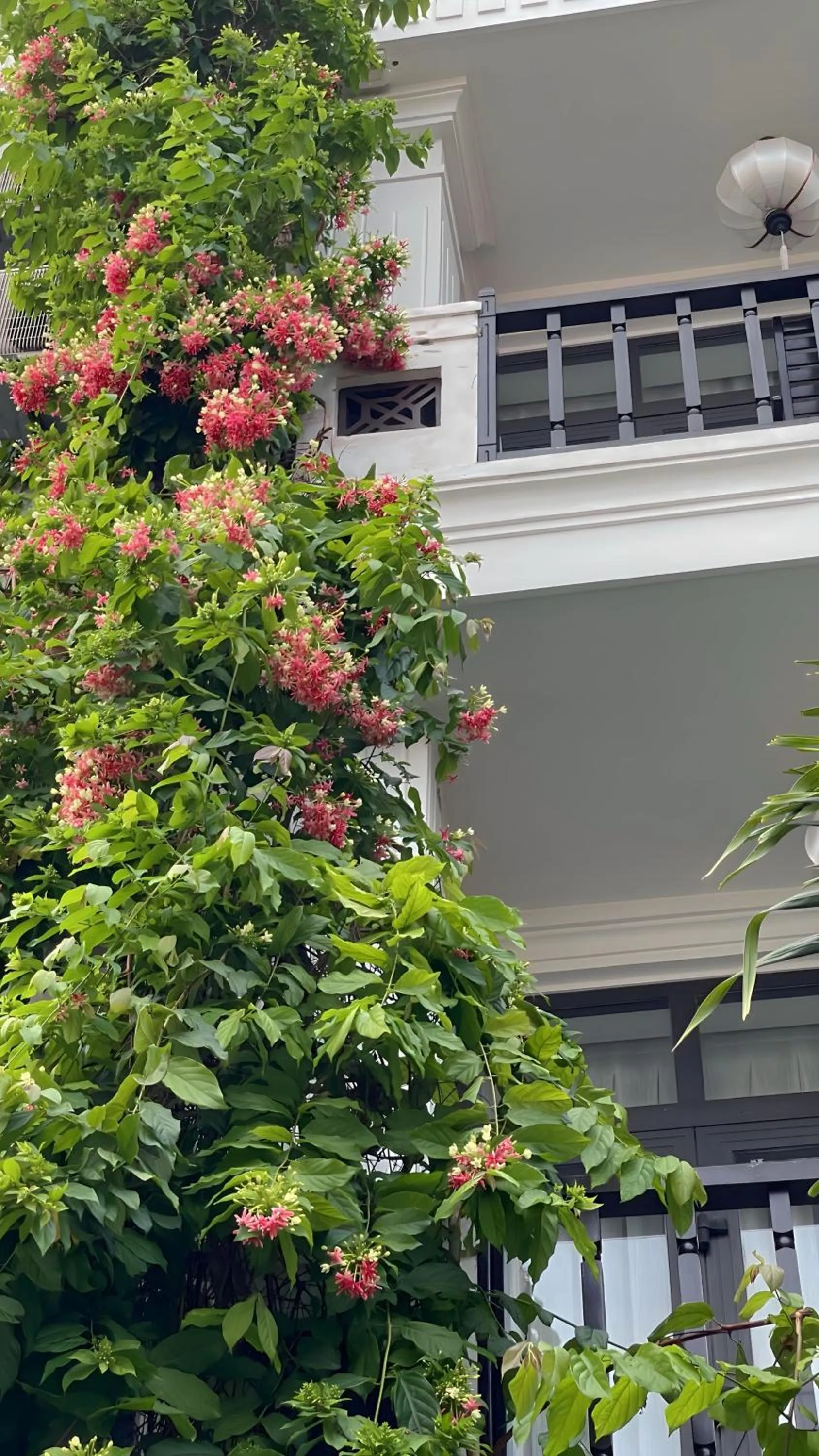 Garden in Hoi An Discovery Villa