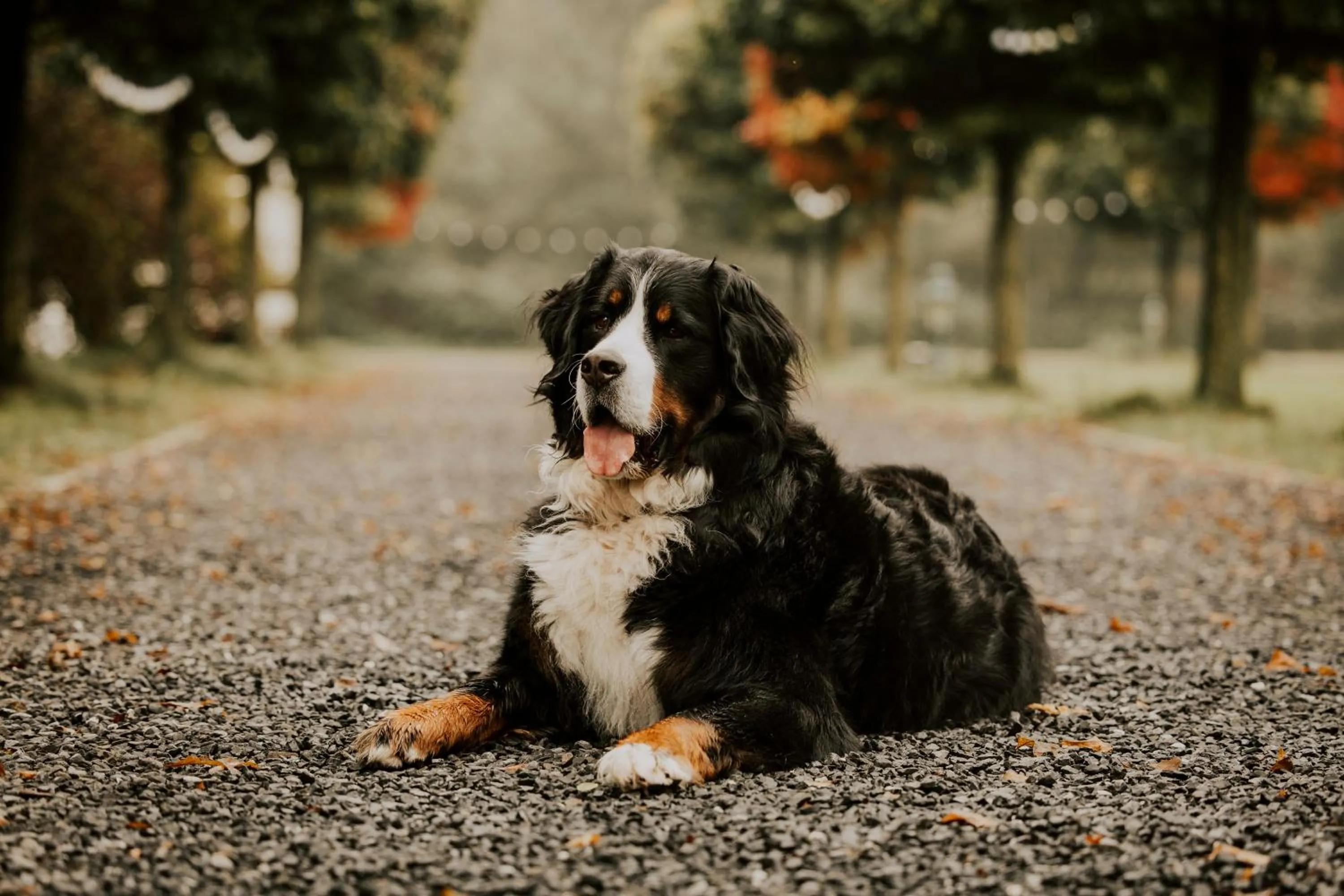 Animals in Haus am See - Gochness