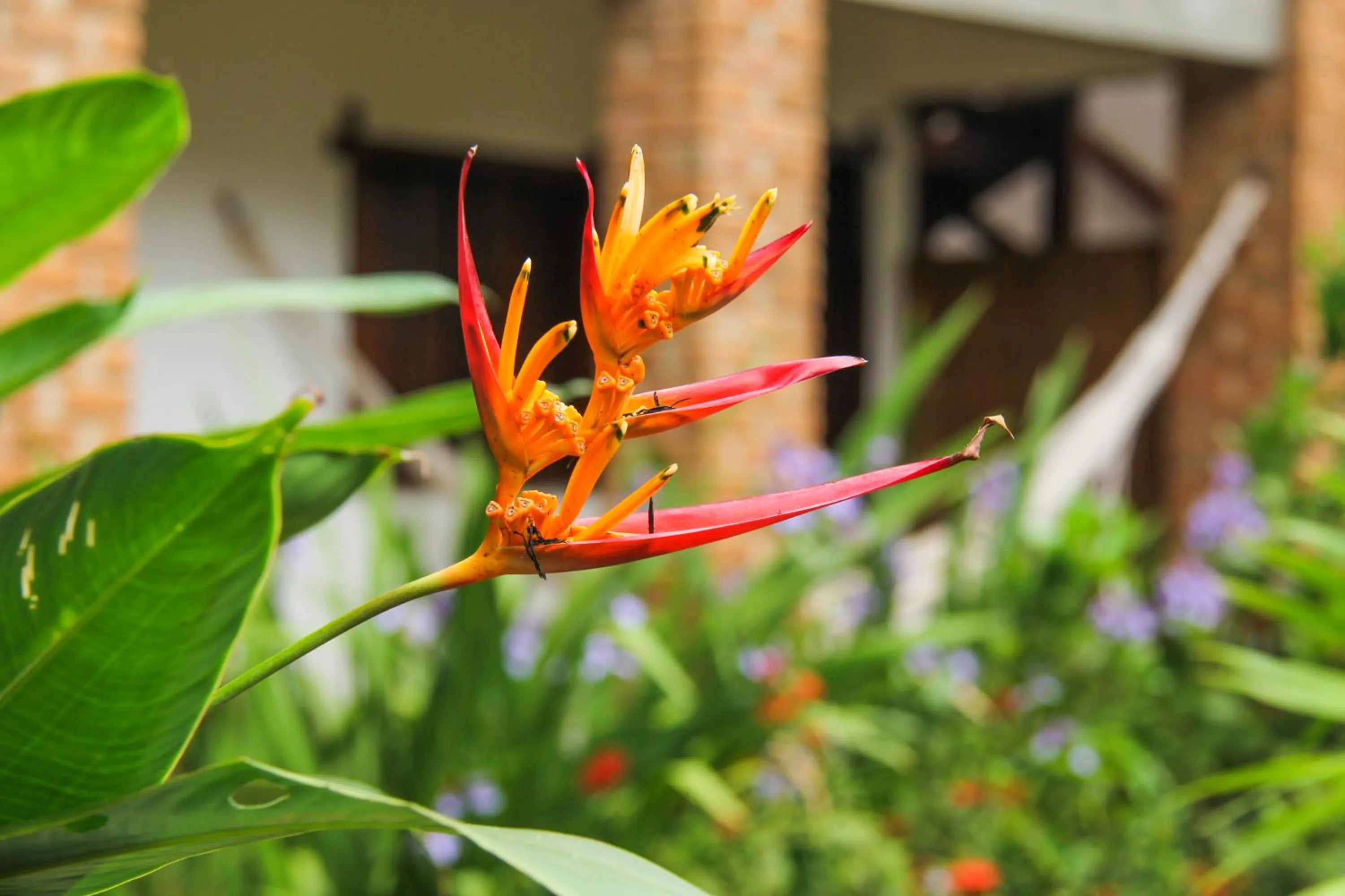 Garden in Pousada Piratas