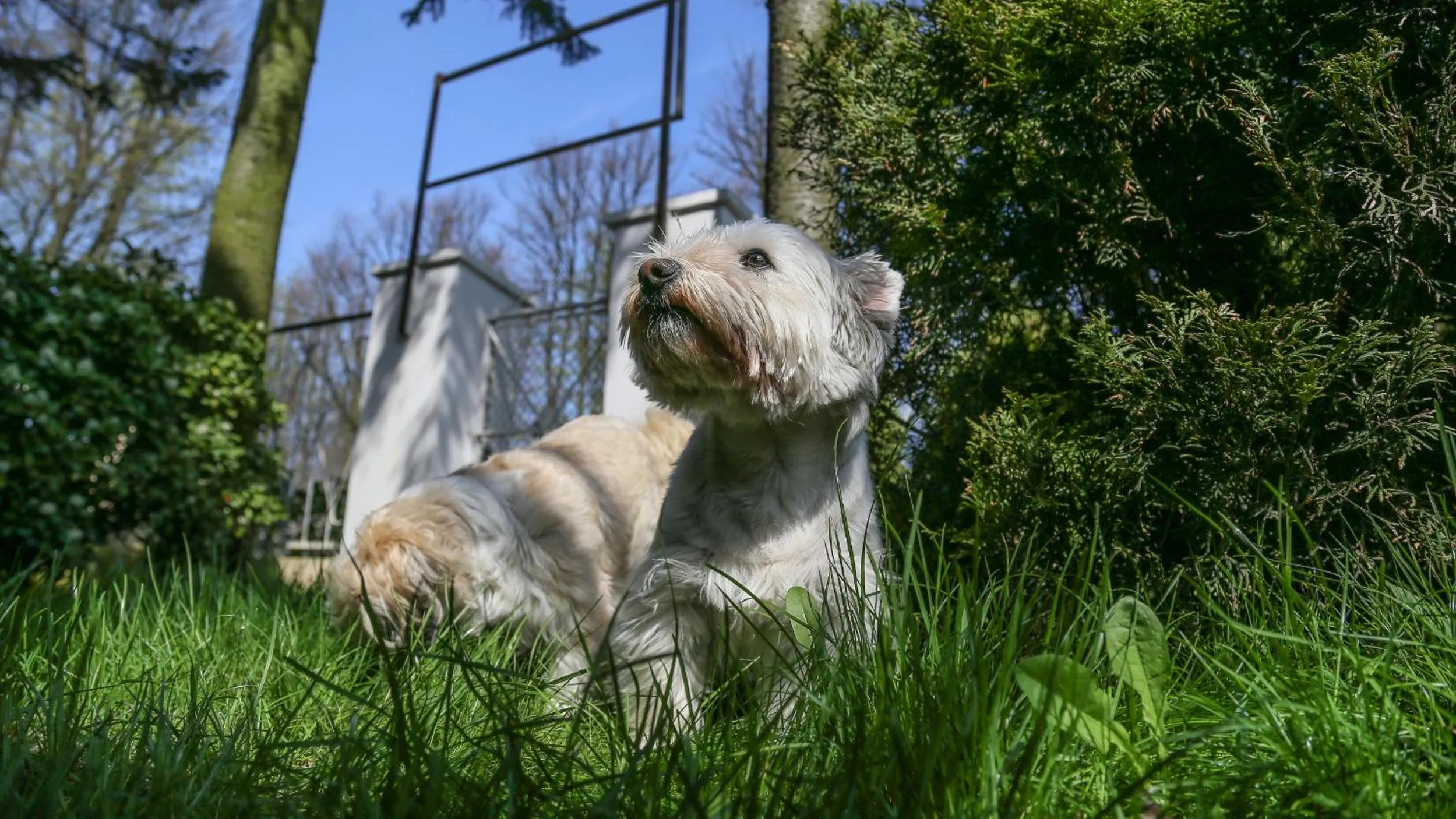 Pets in Ośrodek Wypoczynkowy CHAMPION