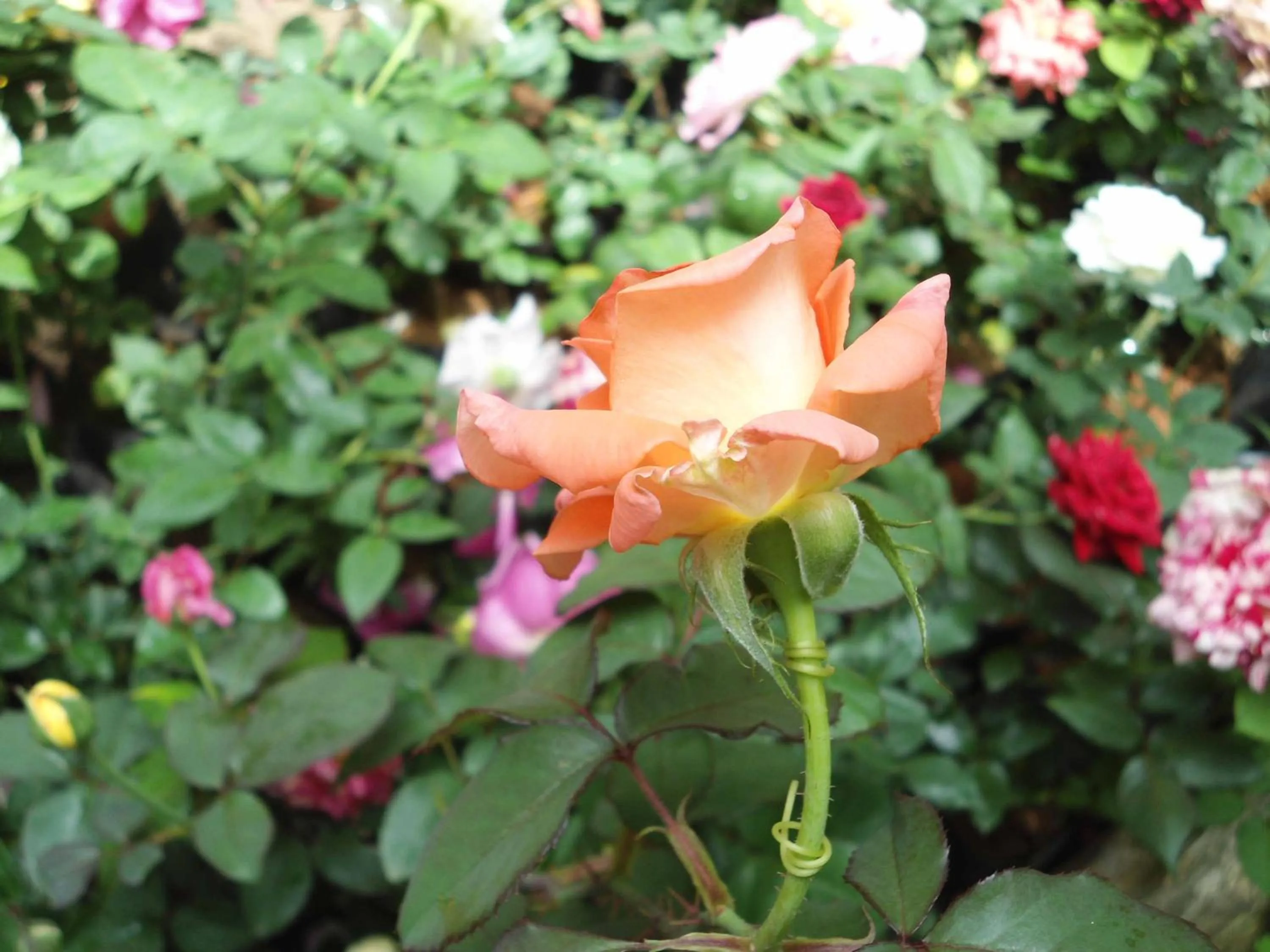 Garden in Indi Rose Garden