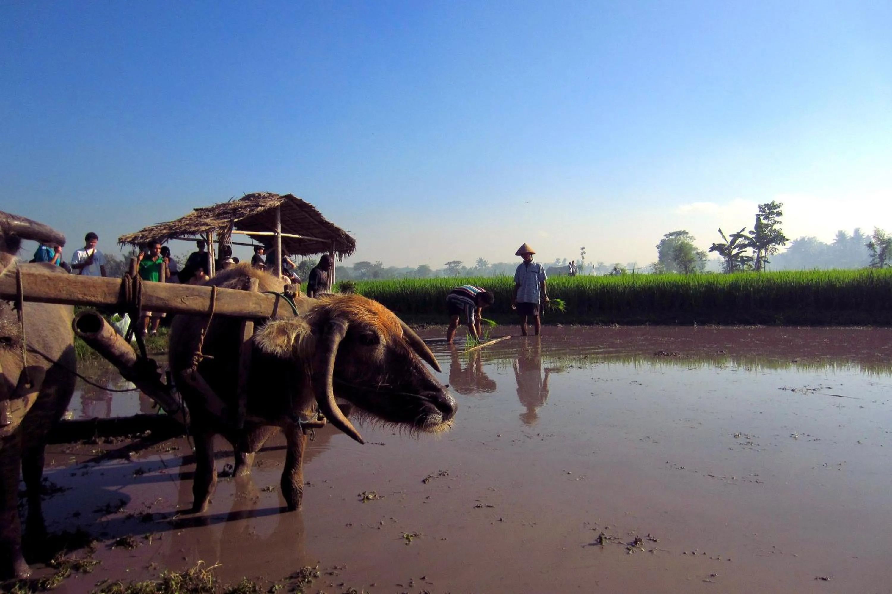 Tembi - Historical Home