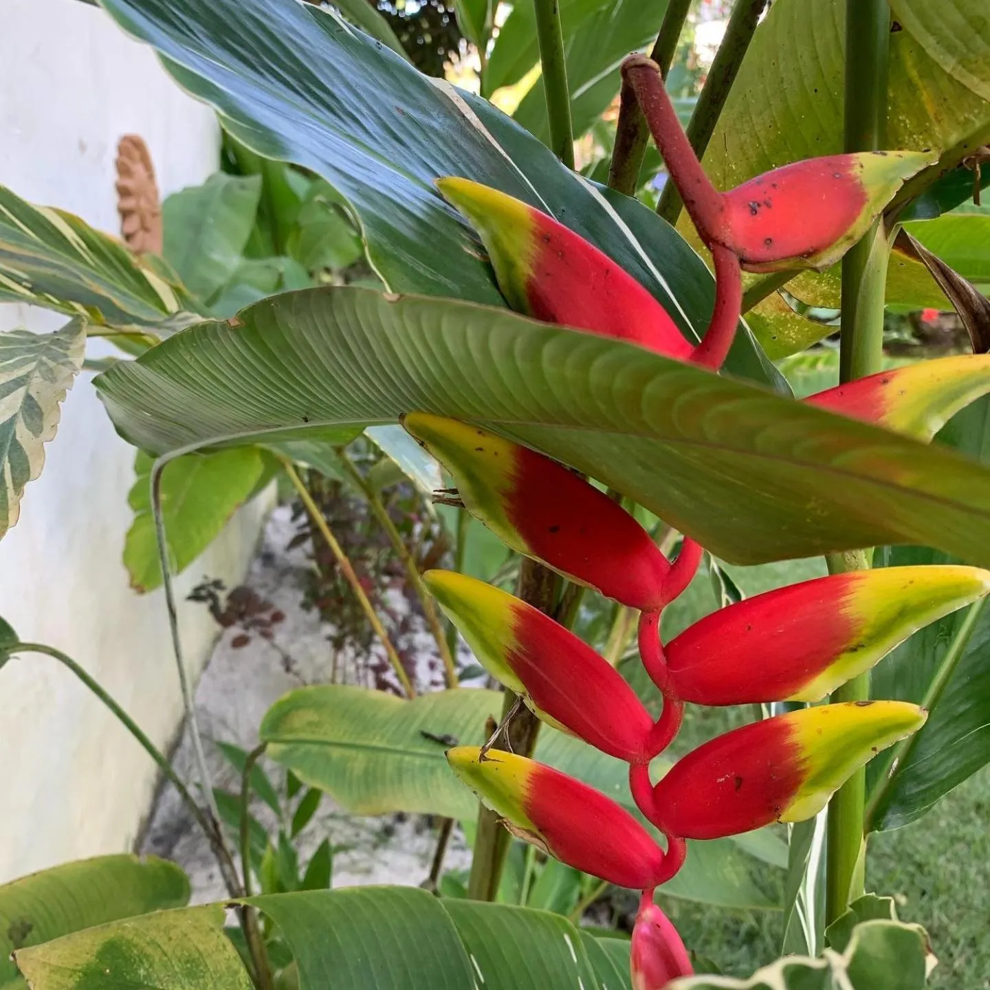 Cheiro Nativo - Chalés & Pousada