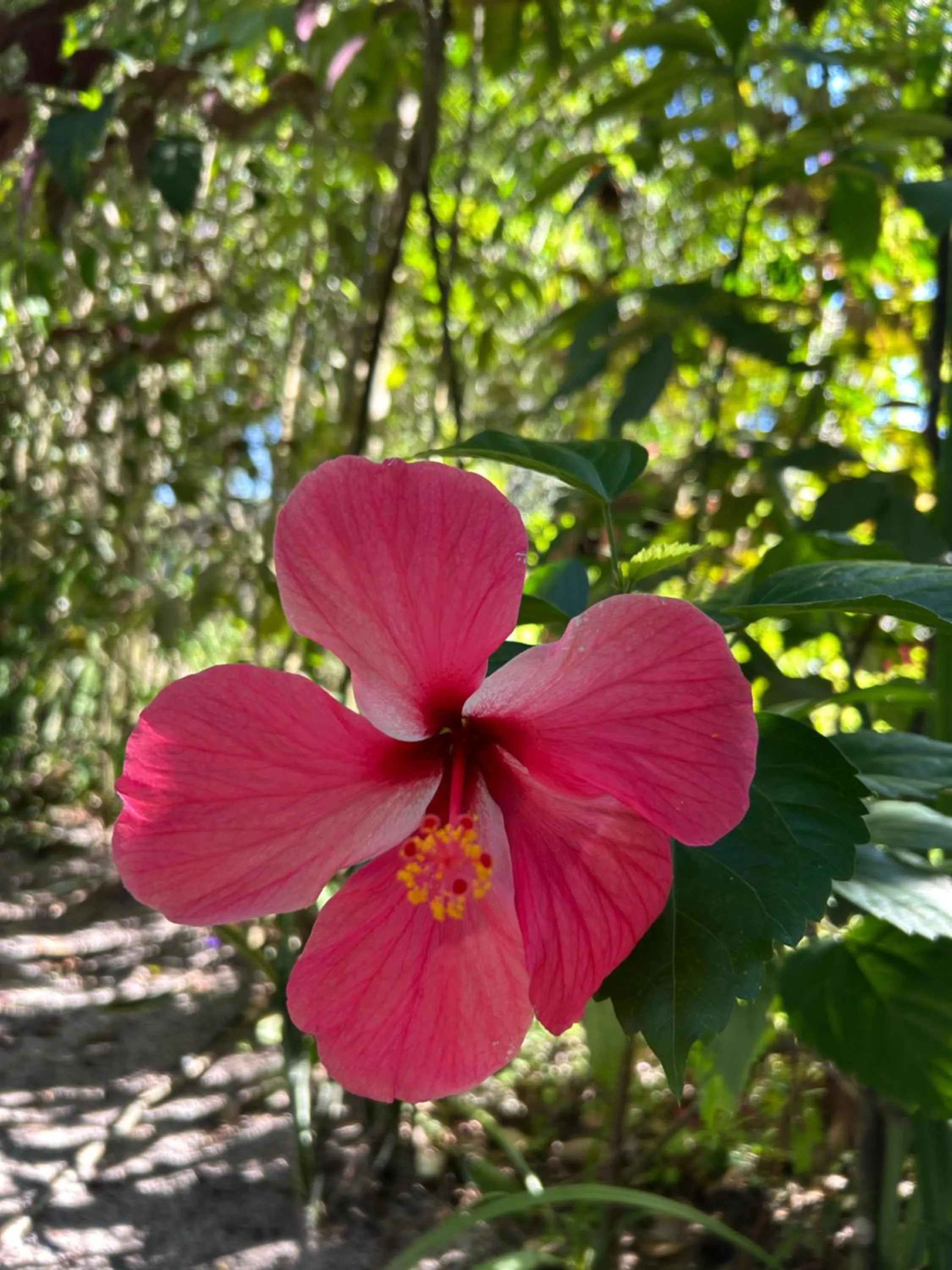 Cheiro Nativo - Chalés & Pousada