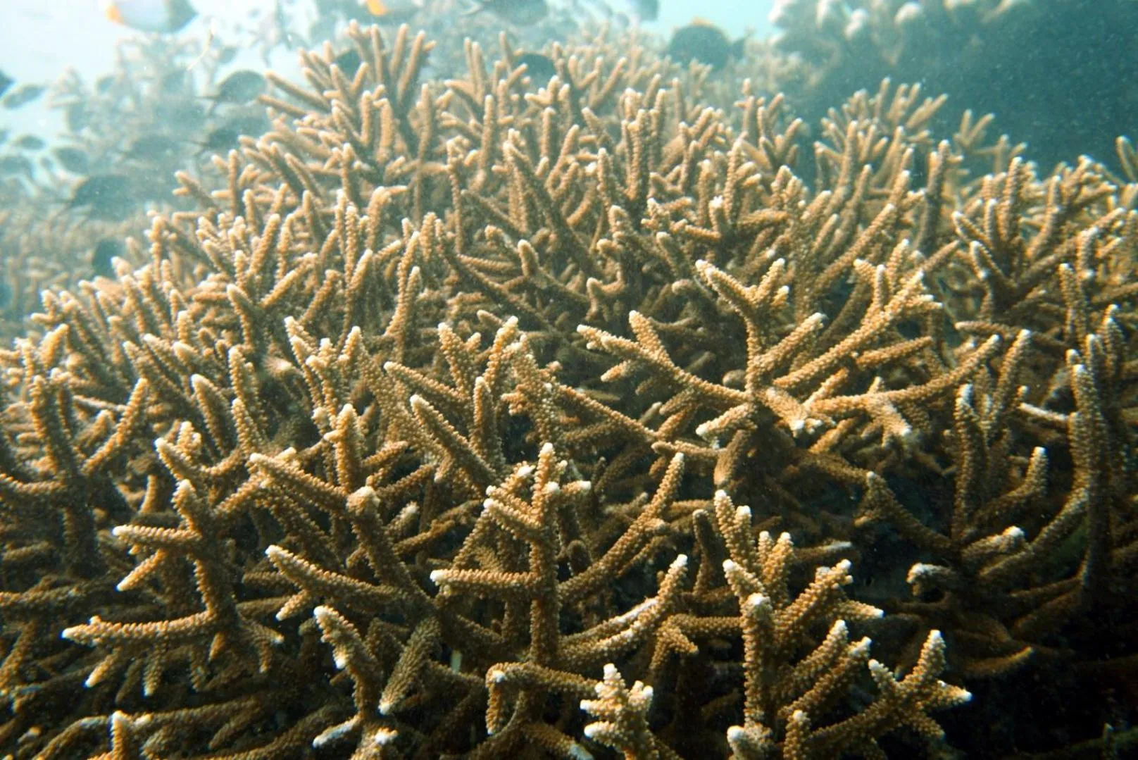 Animals in Grand Luley Manado