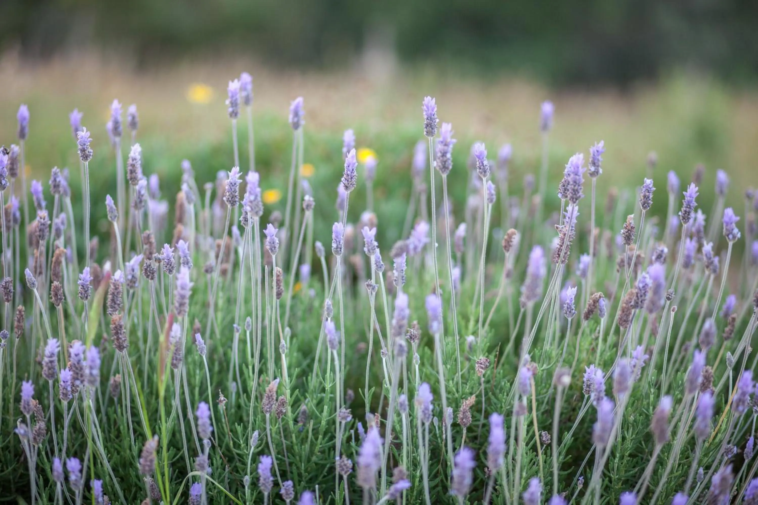 Natural landscape in Monte Do Zambujeiro