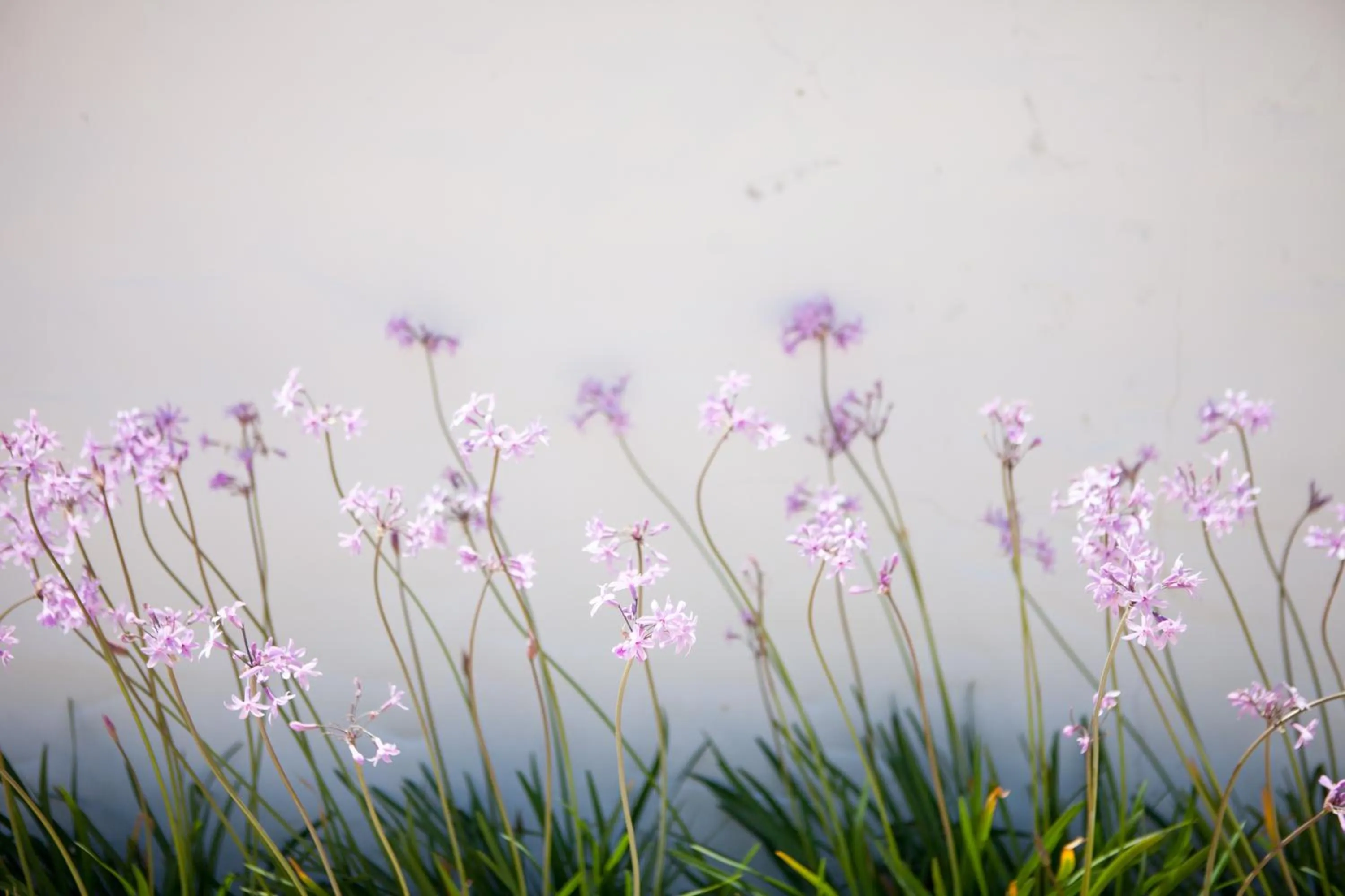 Natural landscape in Monte Do Zambujeiro