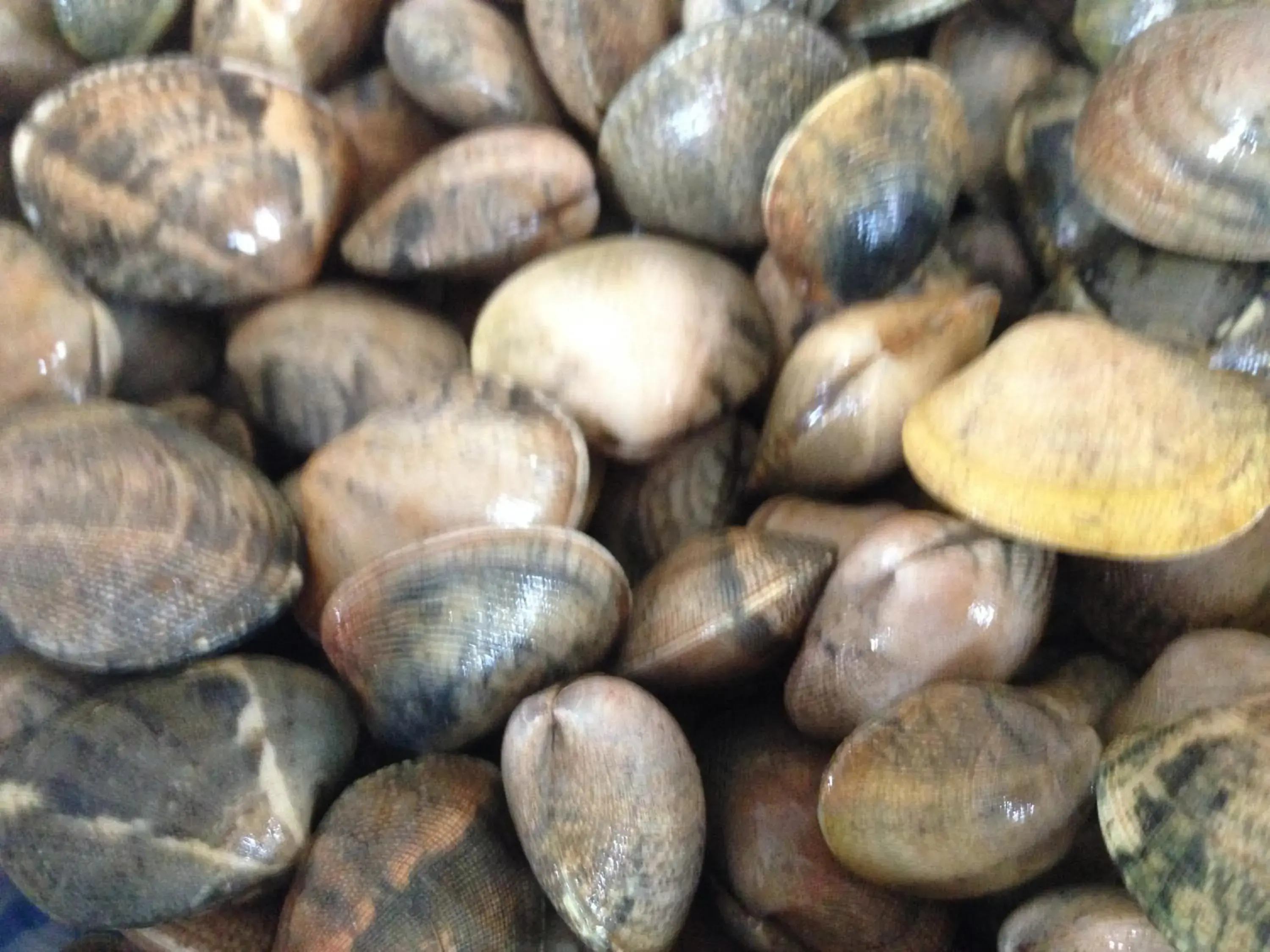 Restaurant/places to eat in Monte Do Zambujeiro Restaurant/places to eat in Monte Do Zambujeiro