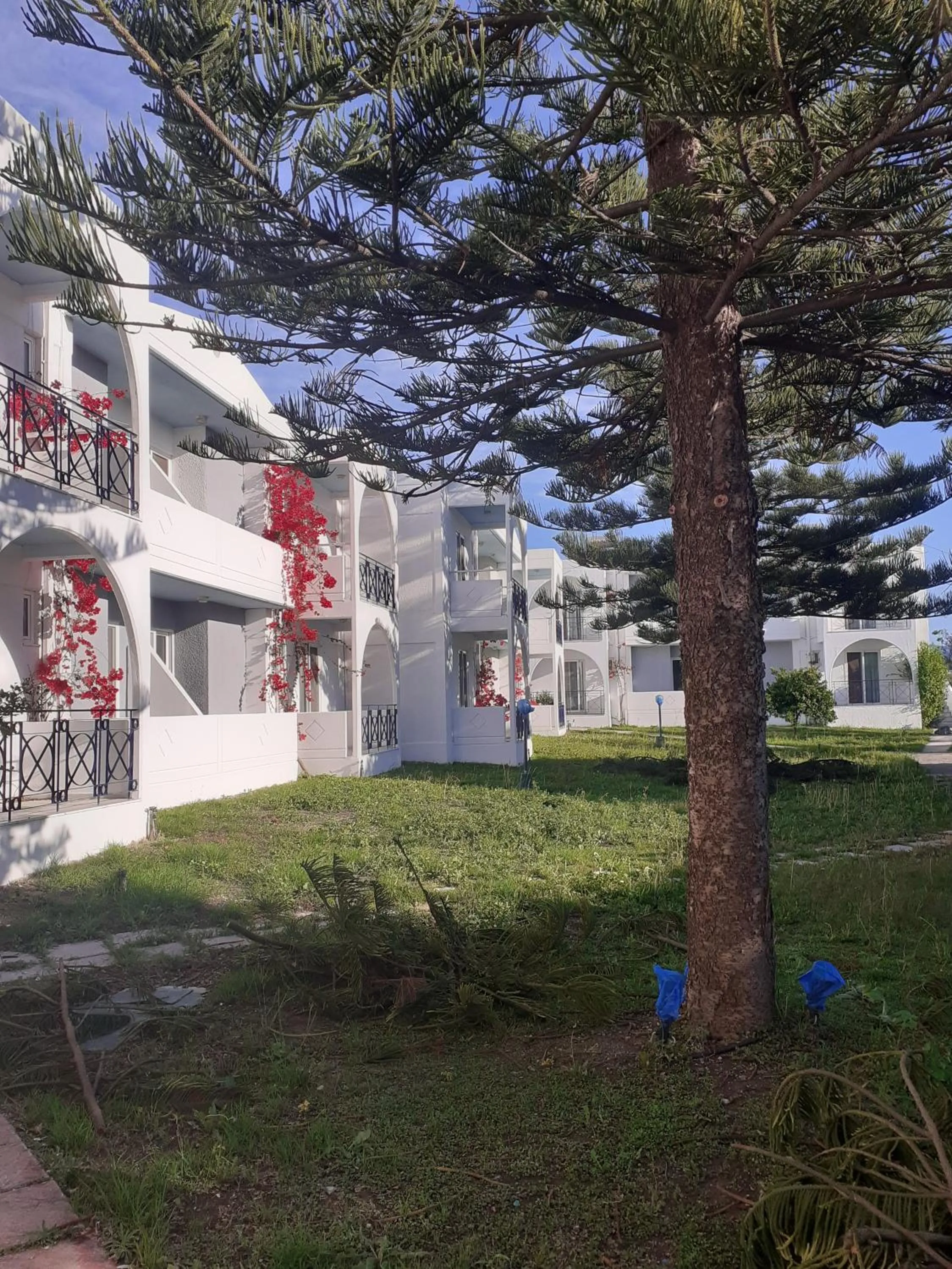 Garden view in Summer Dream