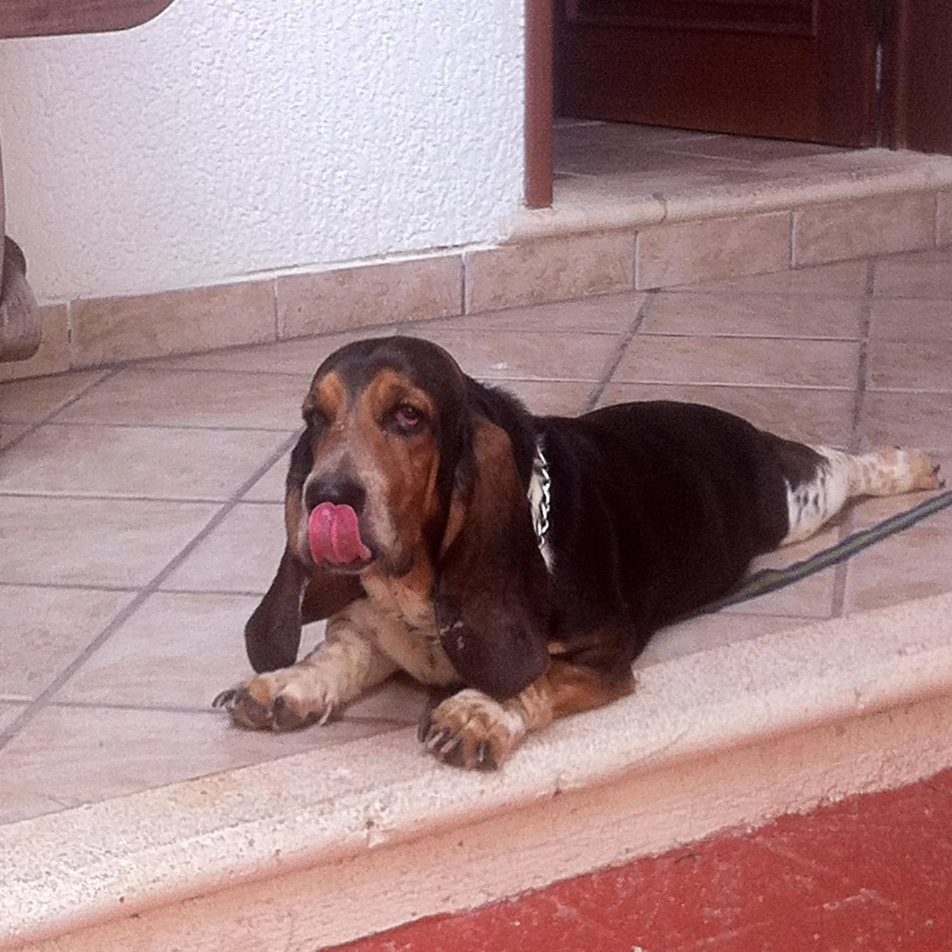 Pets in Santuario Playa