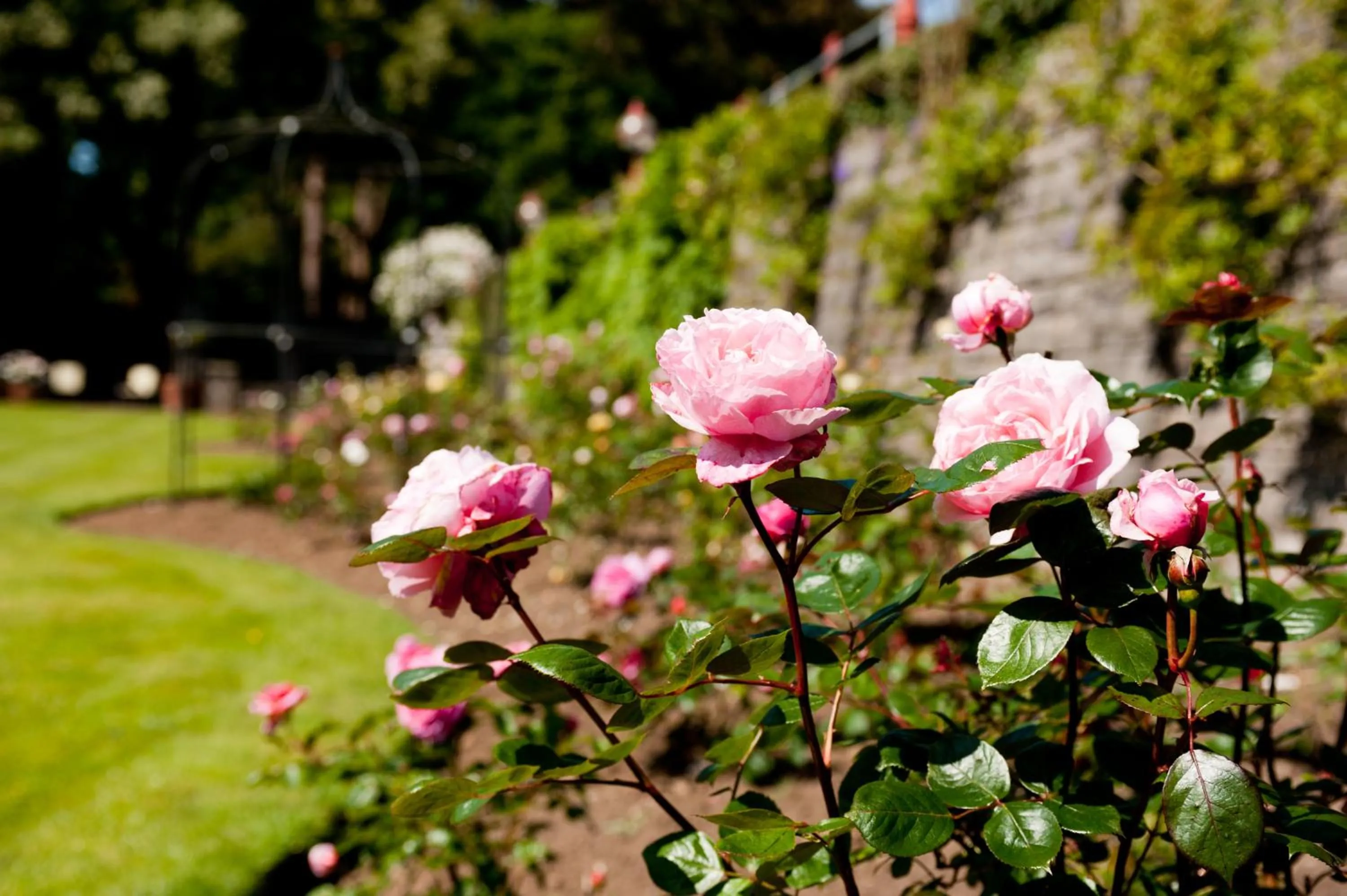 Garden in Miskin Manor Hotel