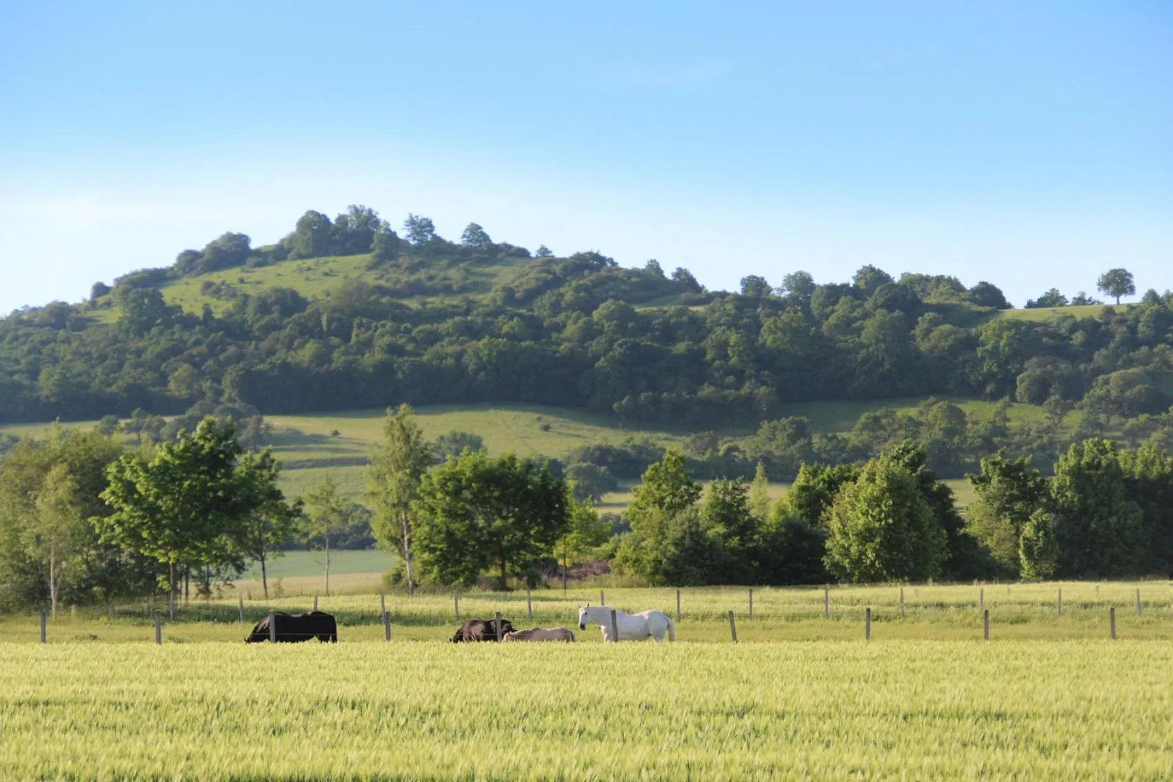 Area and facilities in Rotes Ross Marktbergel