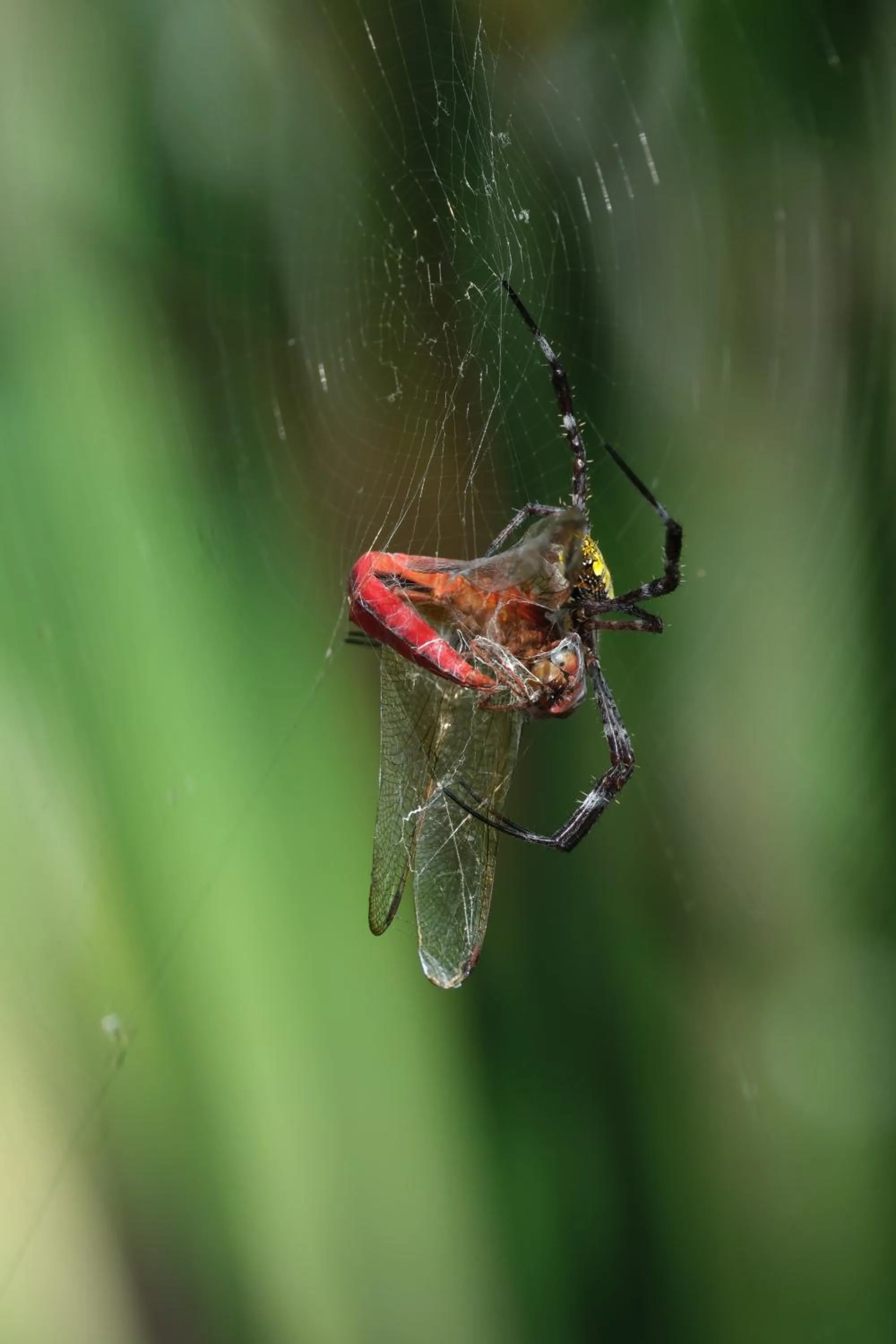 Animals in Jivana Resort