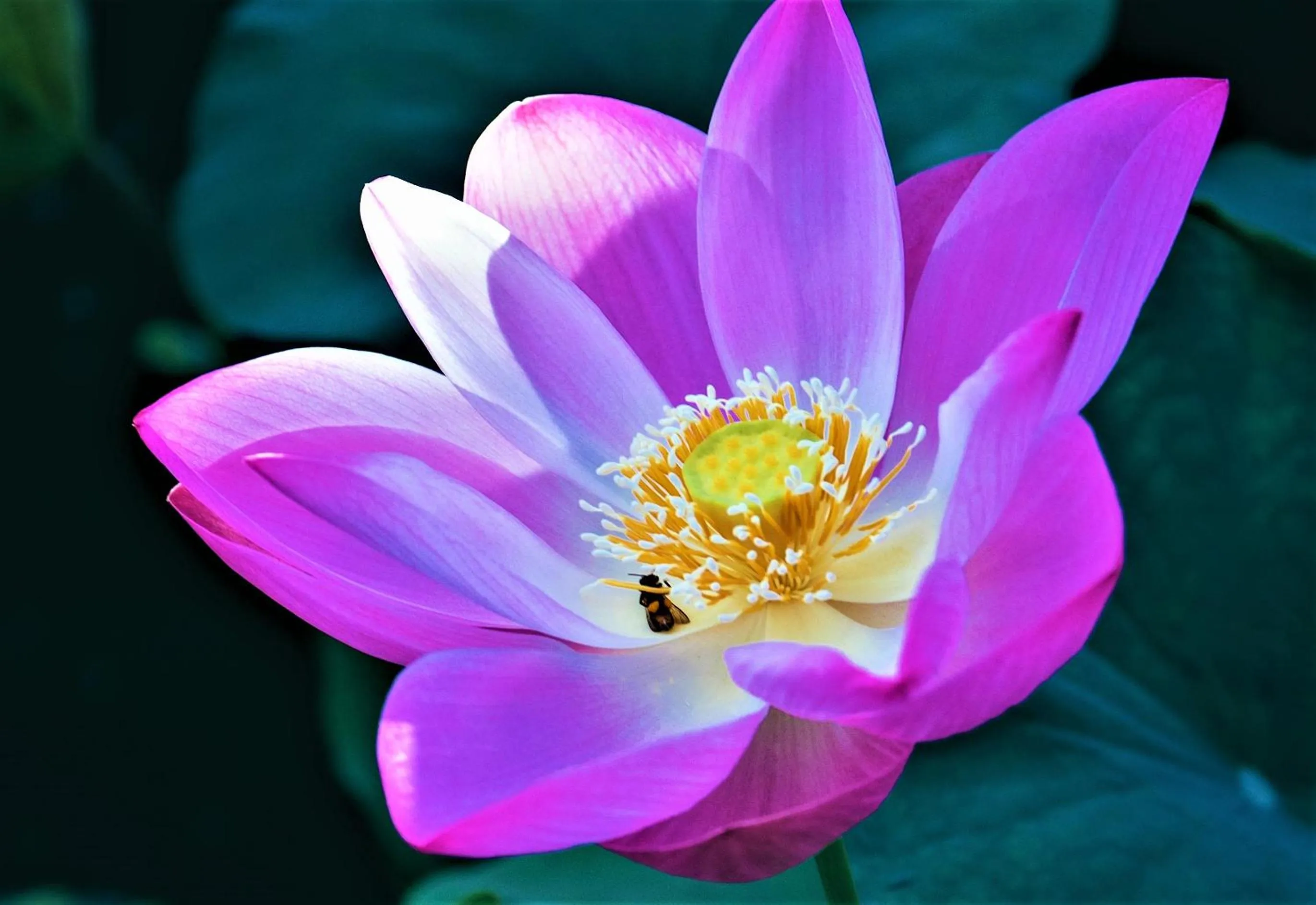 Garden view in Jivana Resort