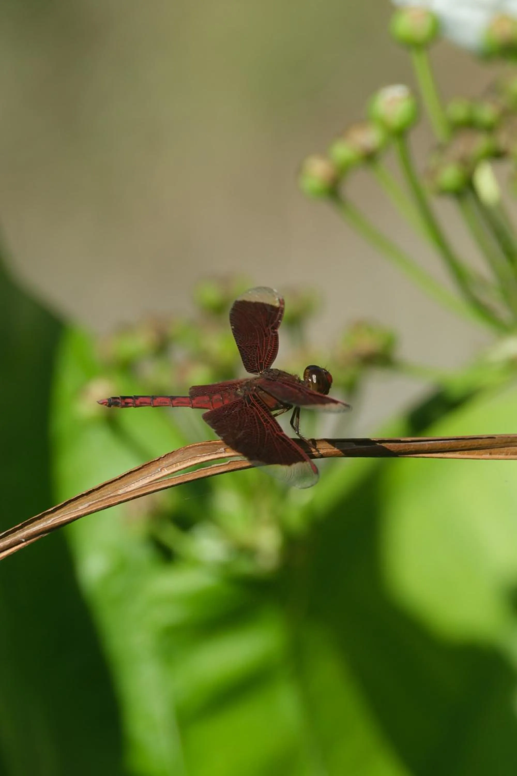 Day in Jivana Resort