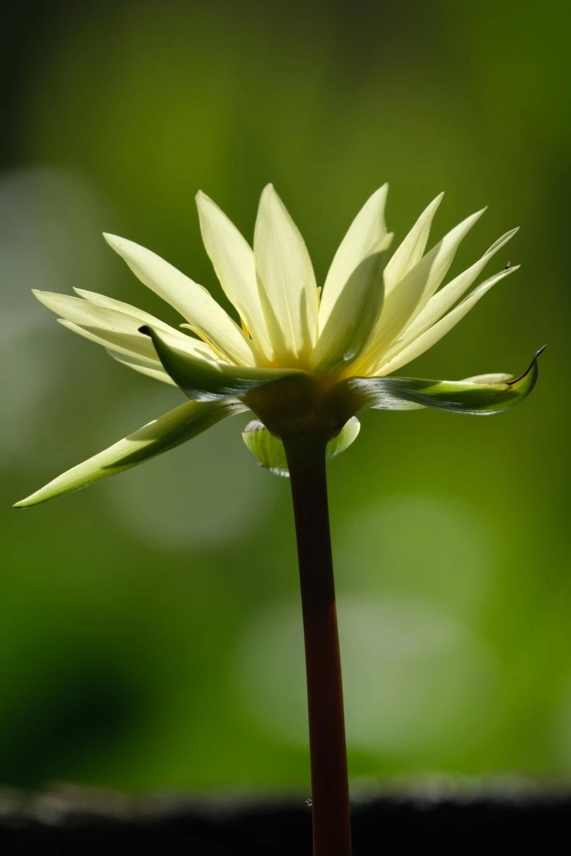 Spring in Jivana Resort