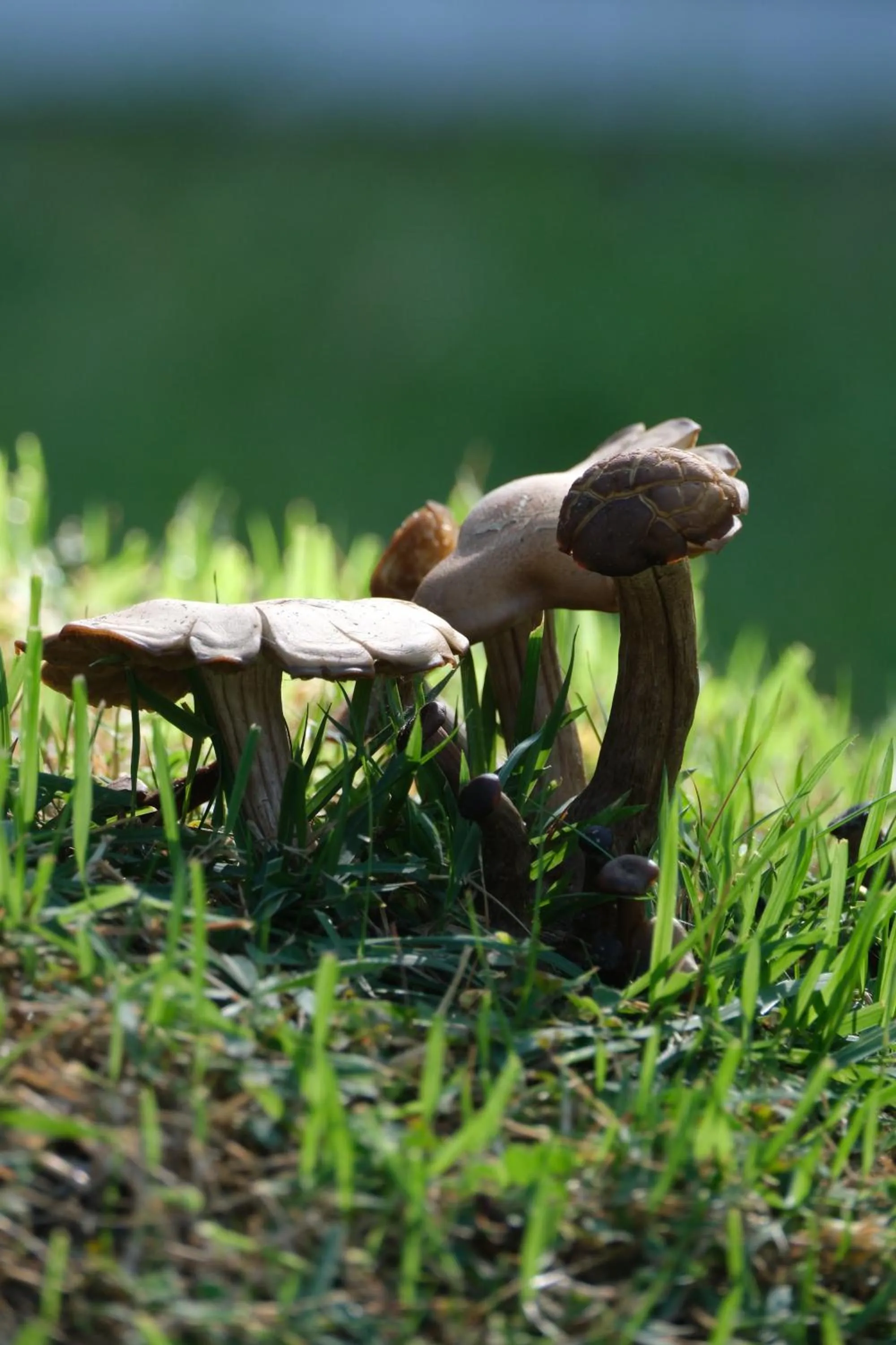 Property building in Jivana Resort