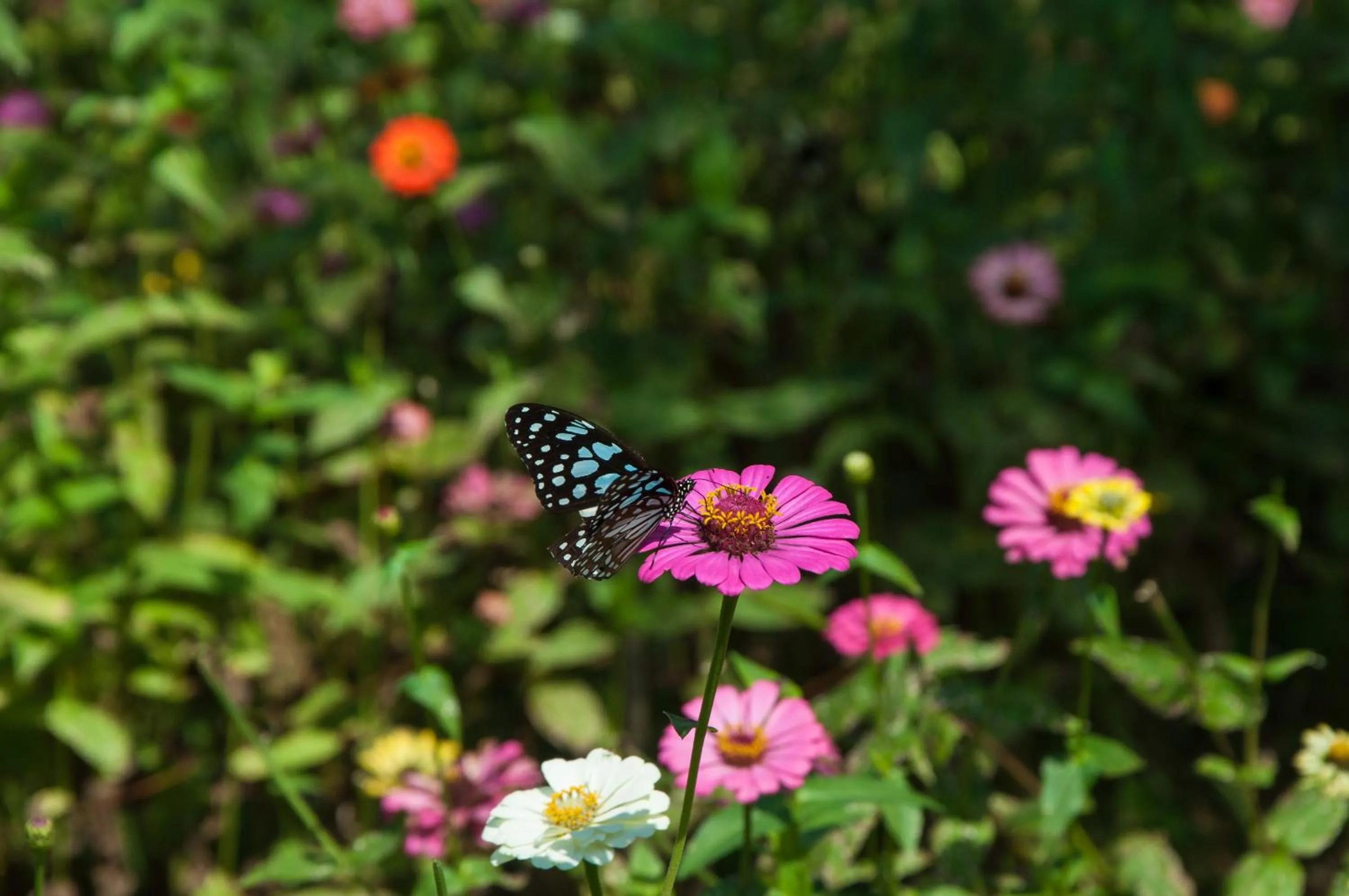 Other in Maekok River Village Resort