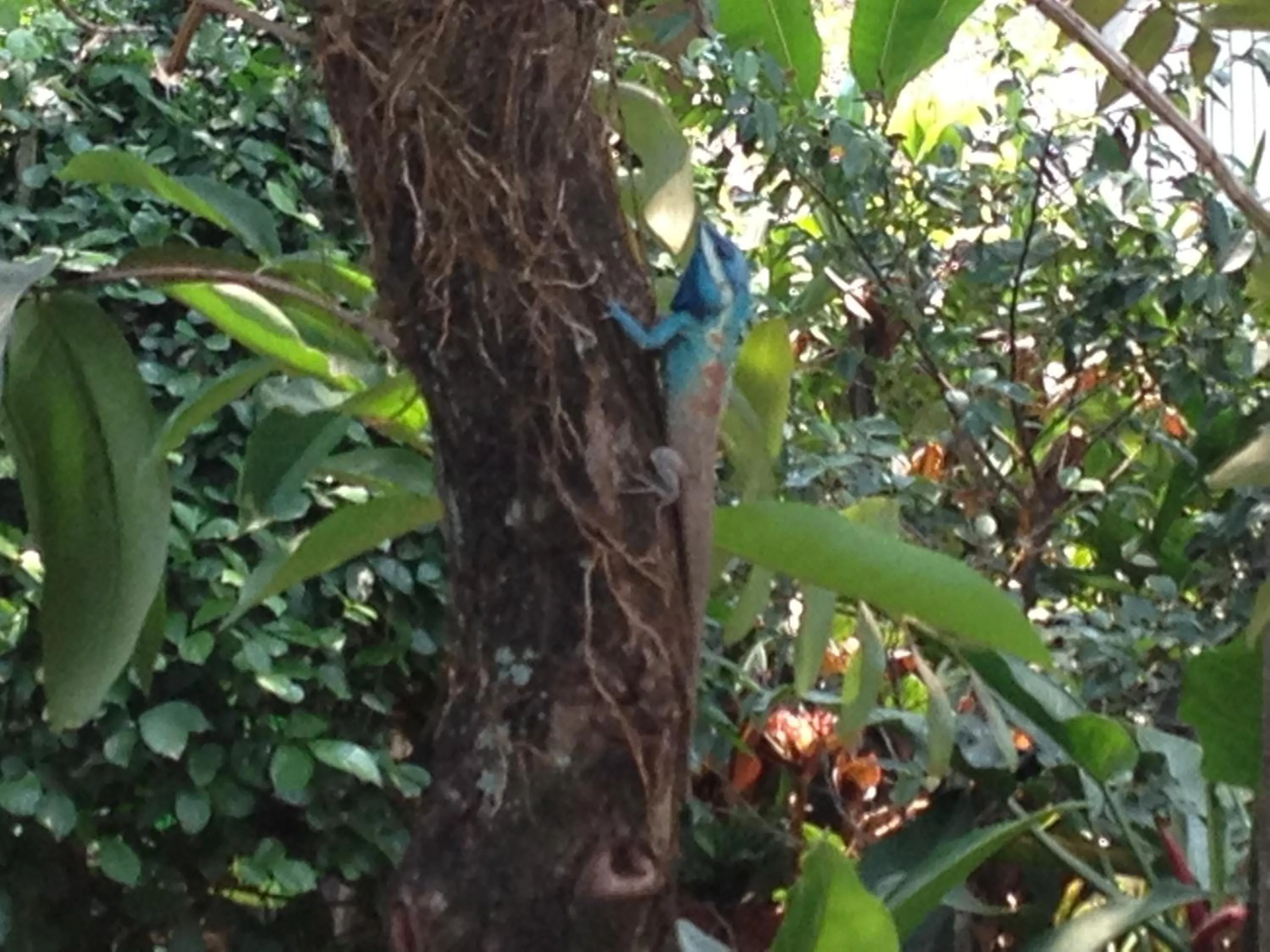 Animals in Baan Bua Guest House