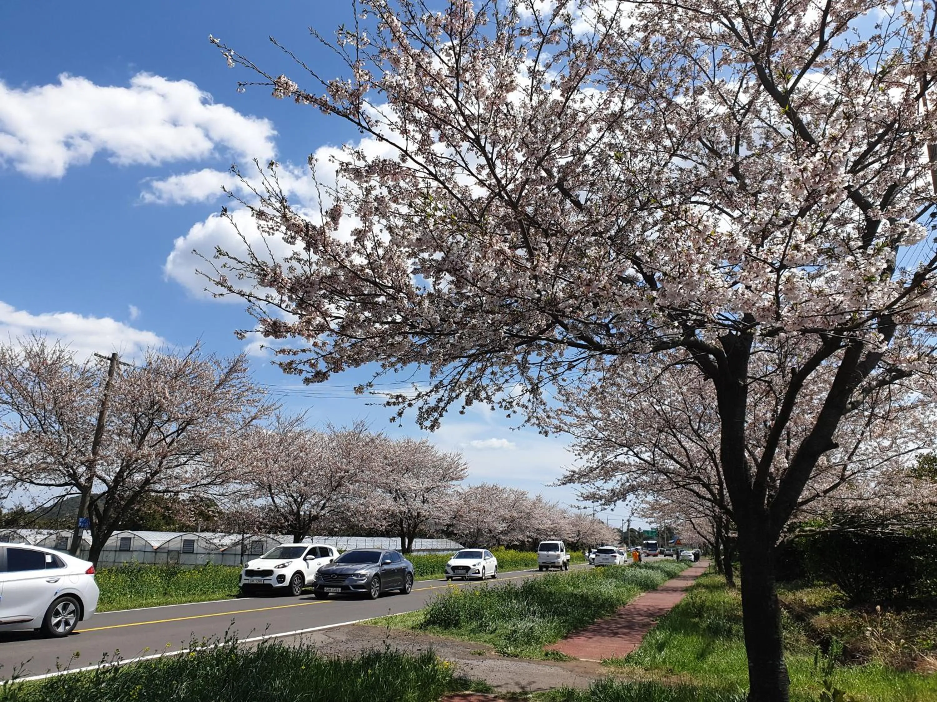 Neighbourhood in Brassica Flower Pension