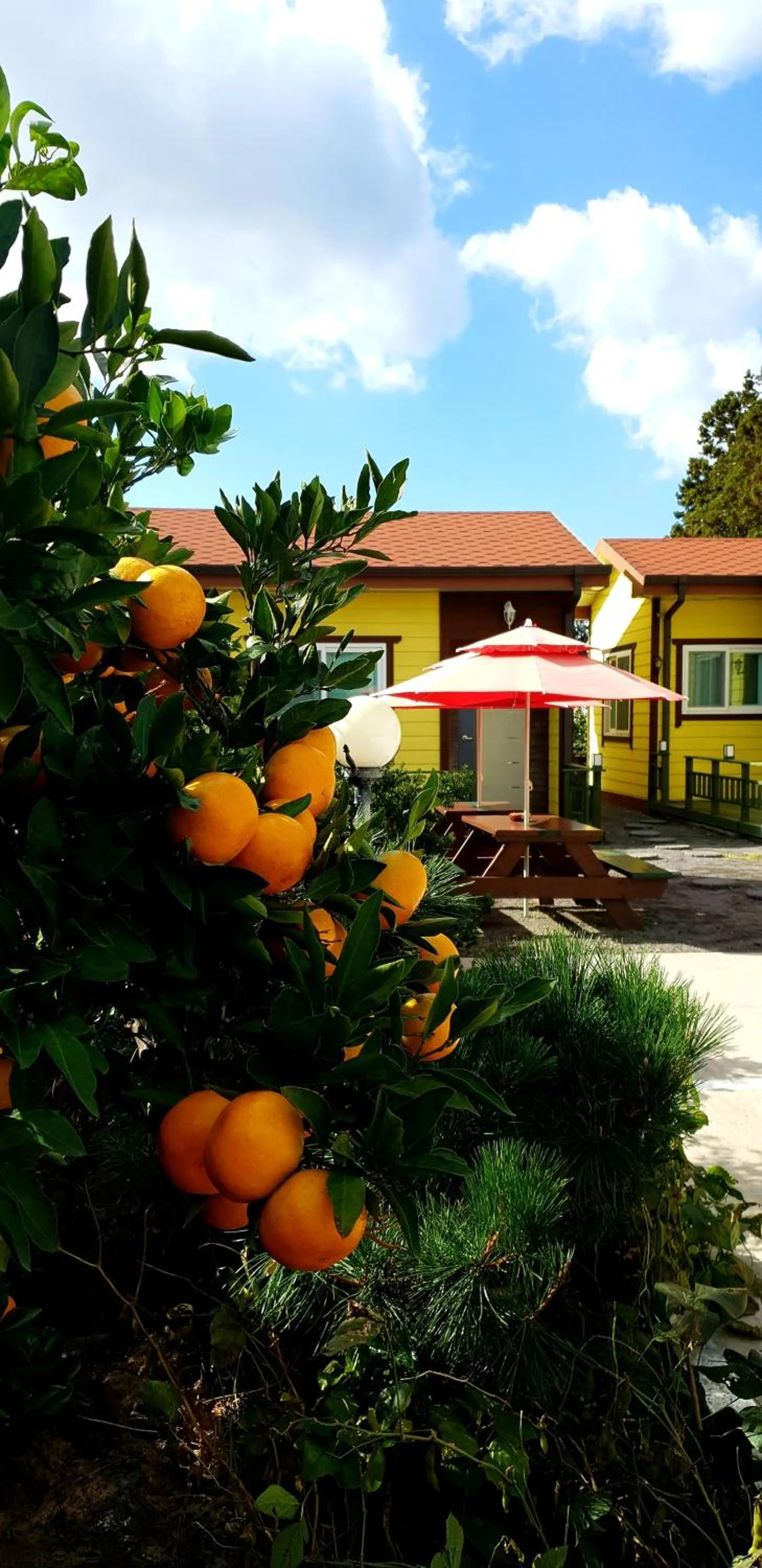 Garden in Brassica Flower Pension