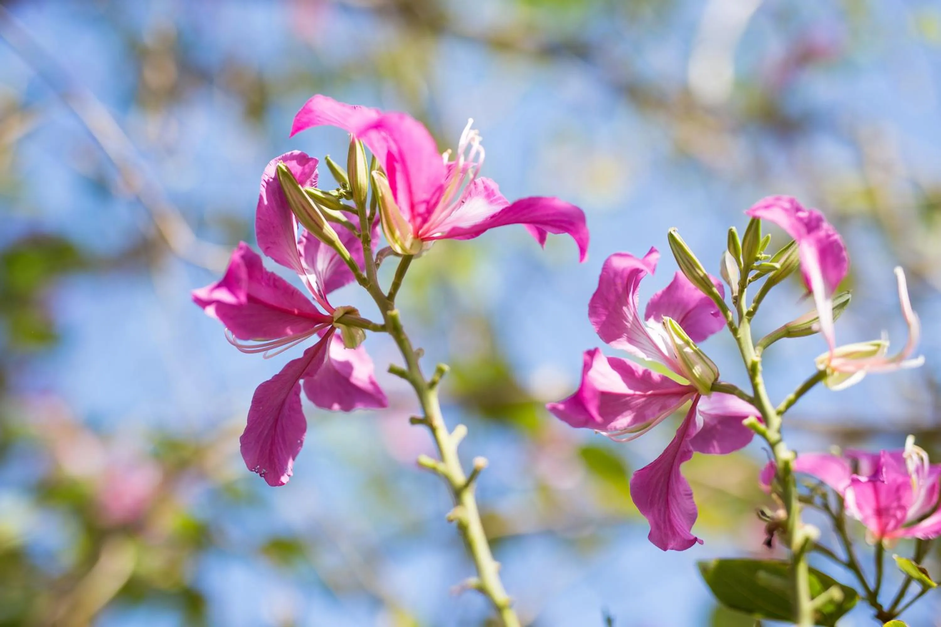 Garden in Mira Montra Resort Koh Mak