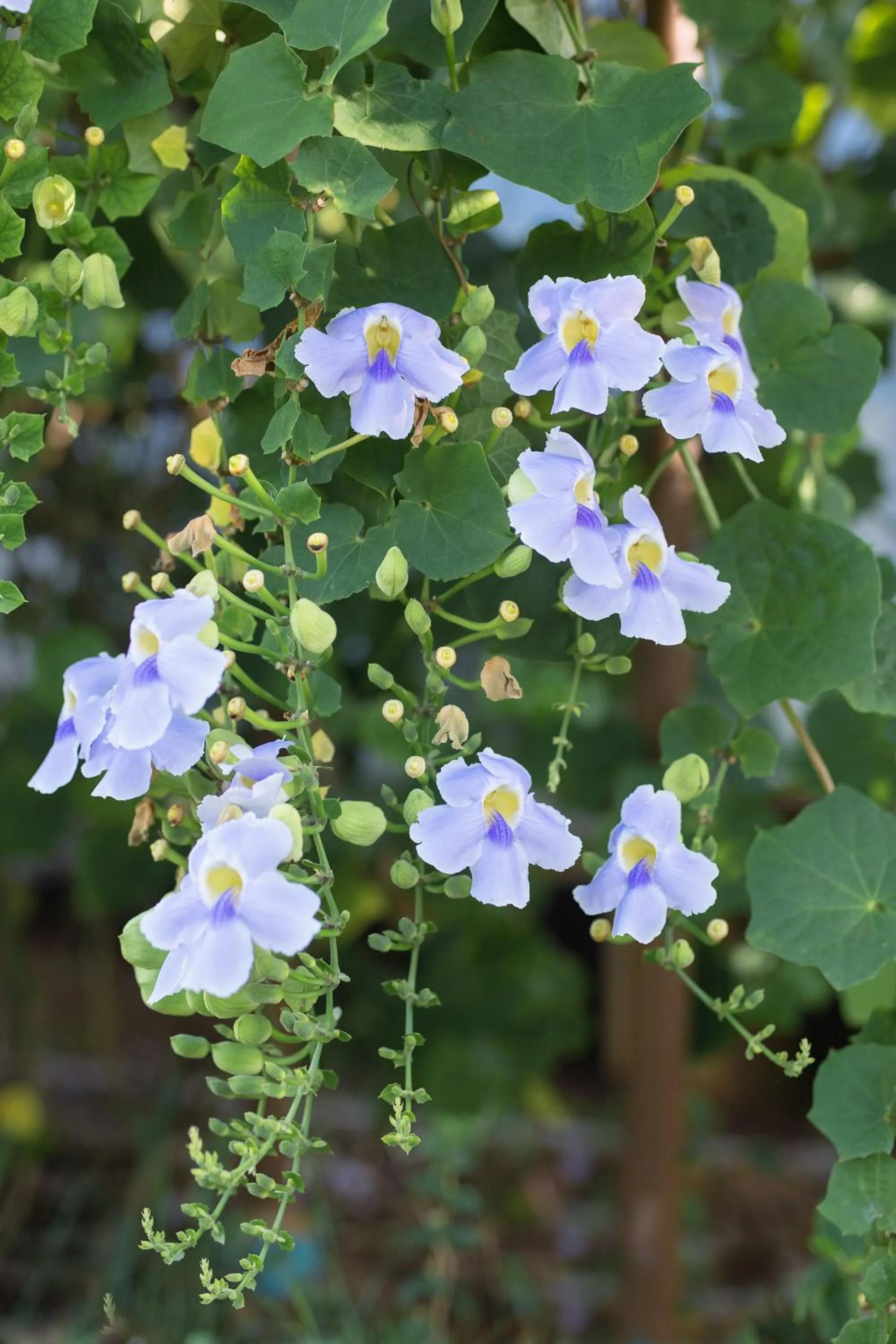 Garden in Mira Montra Resort Koh Mak