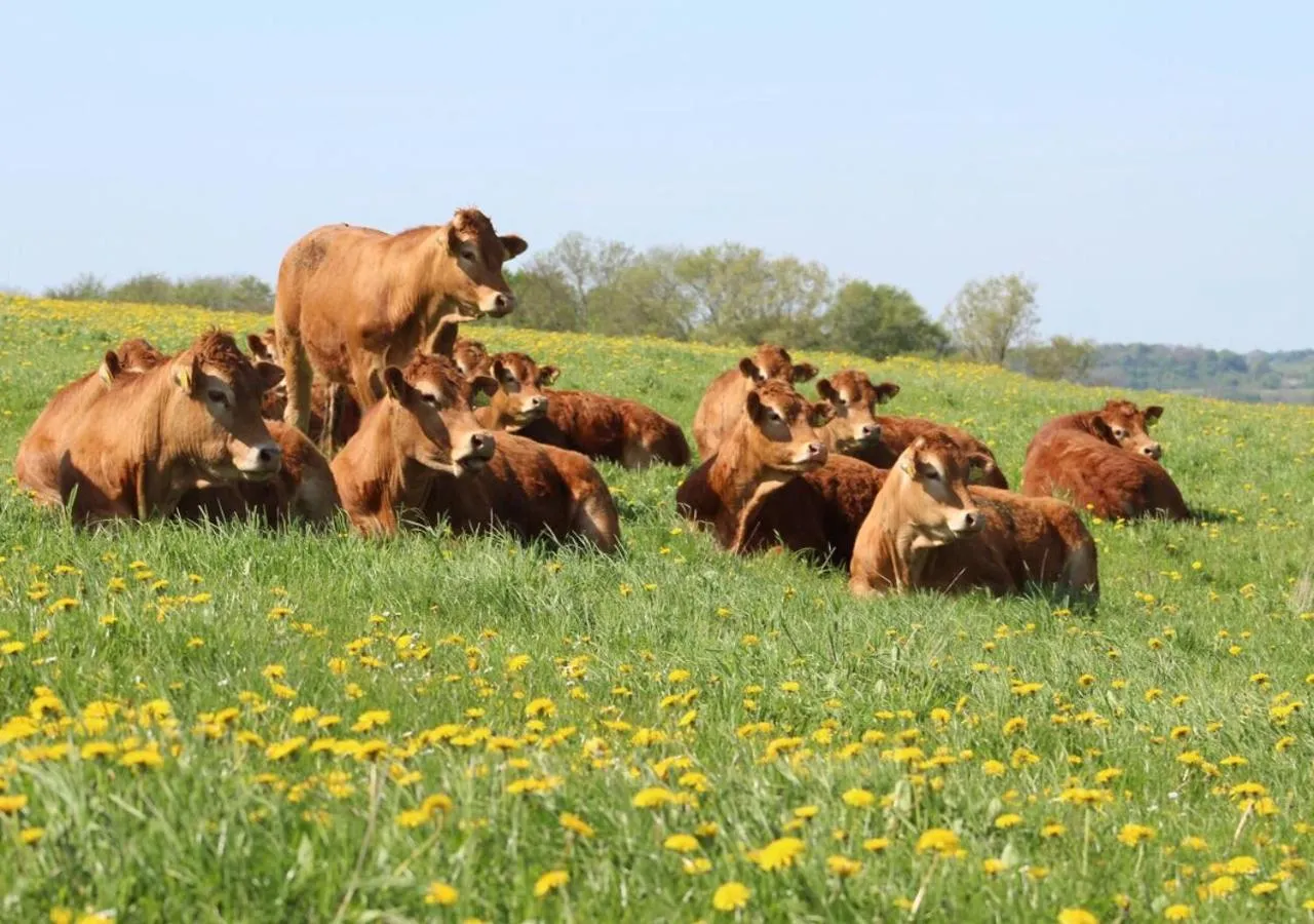Animals in Hørhaven B&B