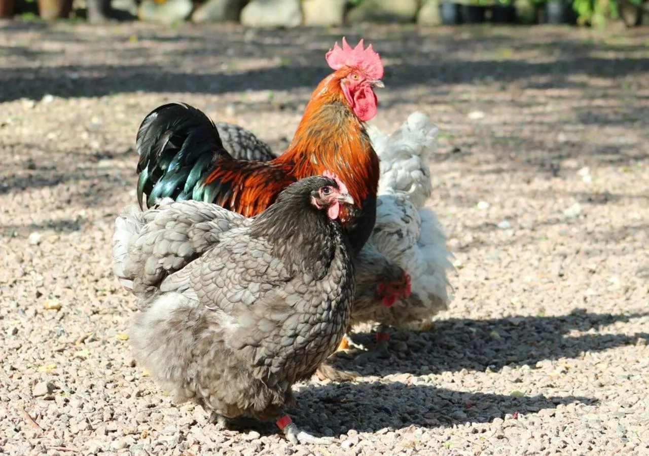 Animals in Hørhaven B&B