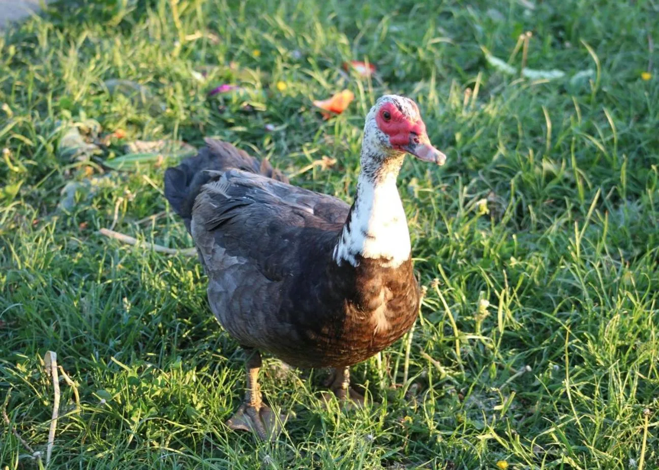 Animals in Hørhaven B&B