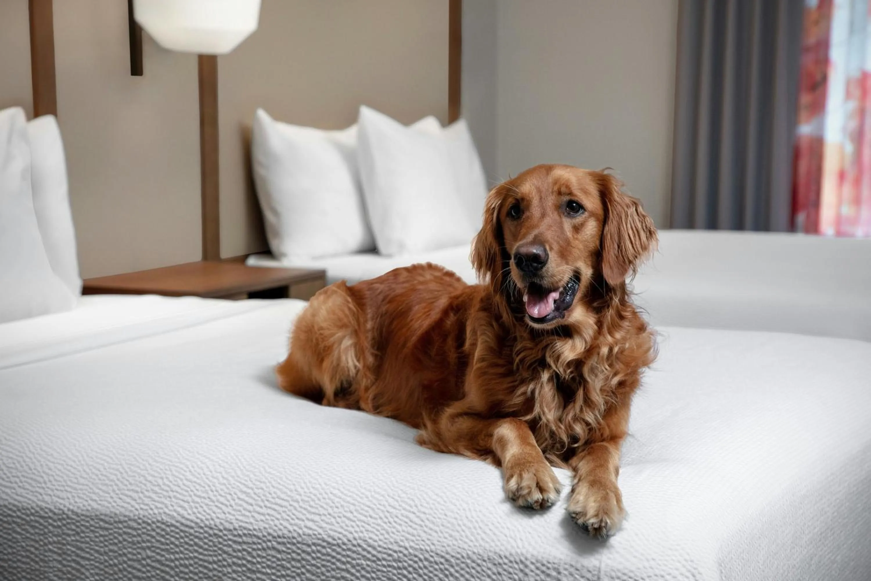 Bedroom, Bed in Fairfield by Marriott at Lakewood Ranch - Sarasota