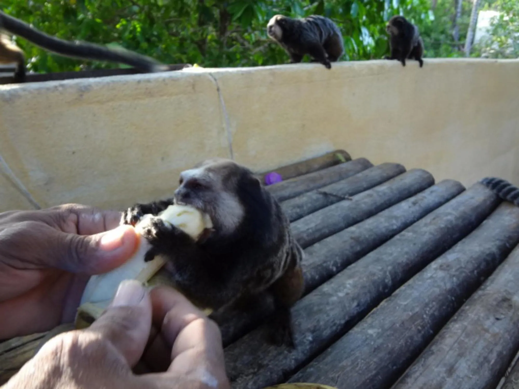 Animals in Pousada do Mar