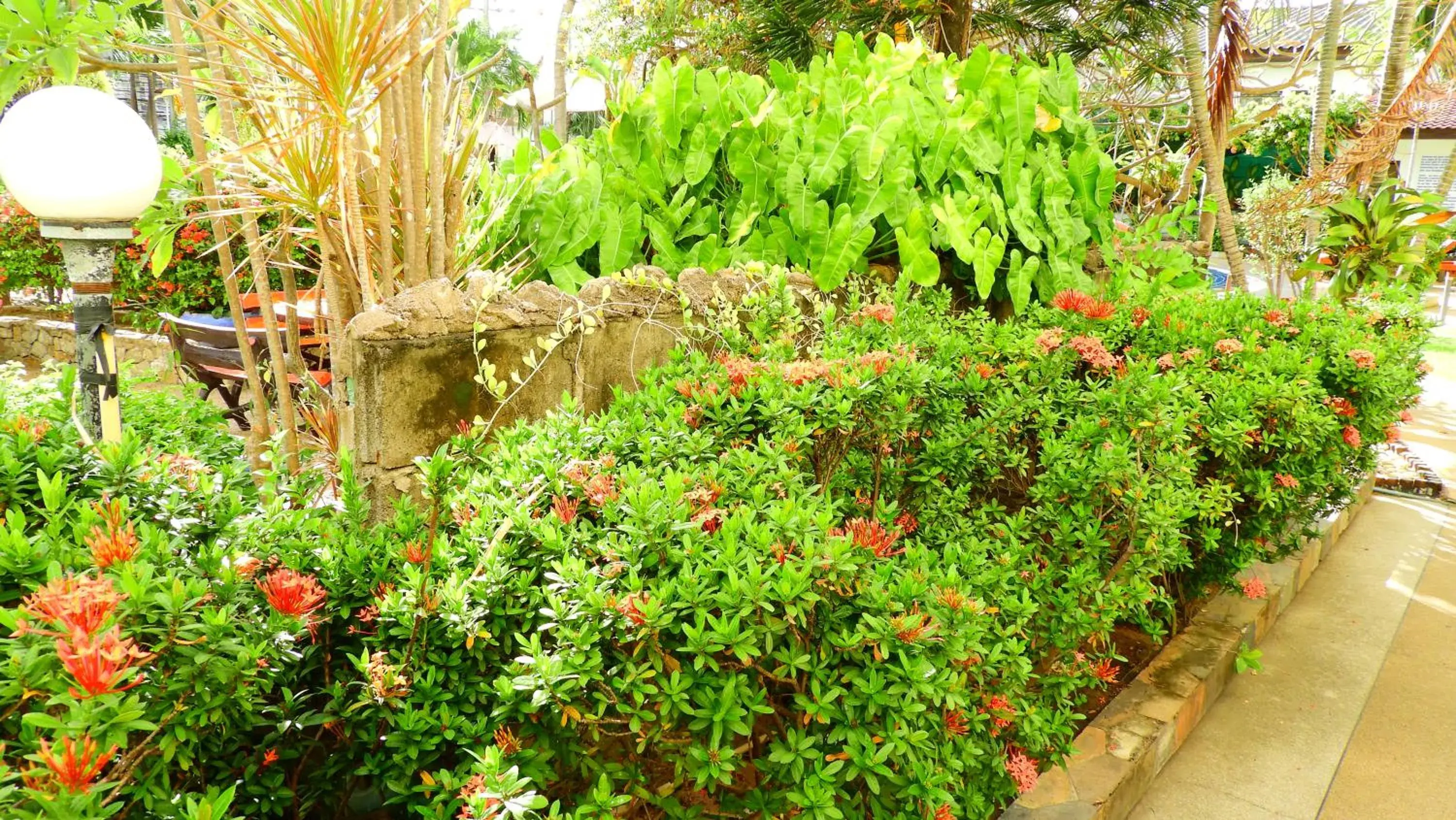 Natural landscape, Garden in Hotel Romeo Palace Pattaya