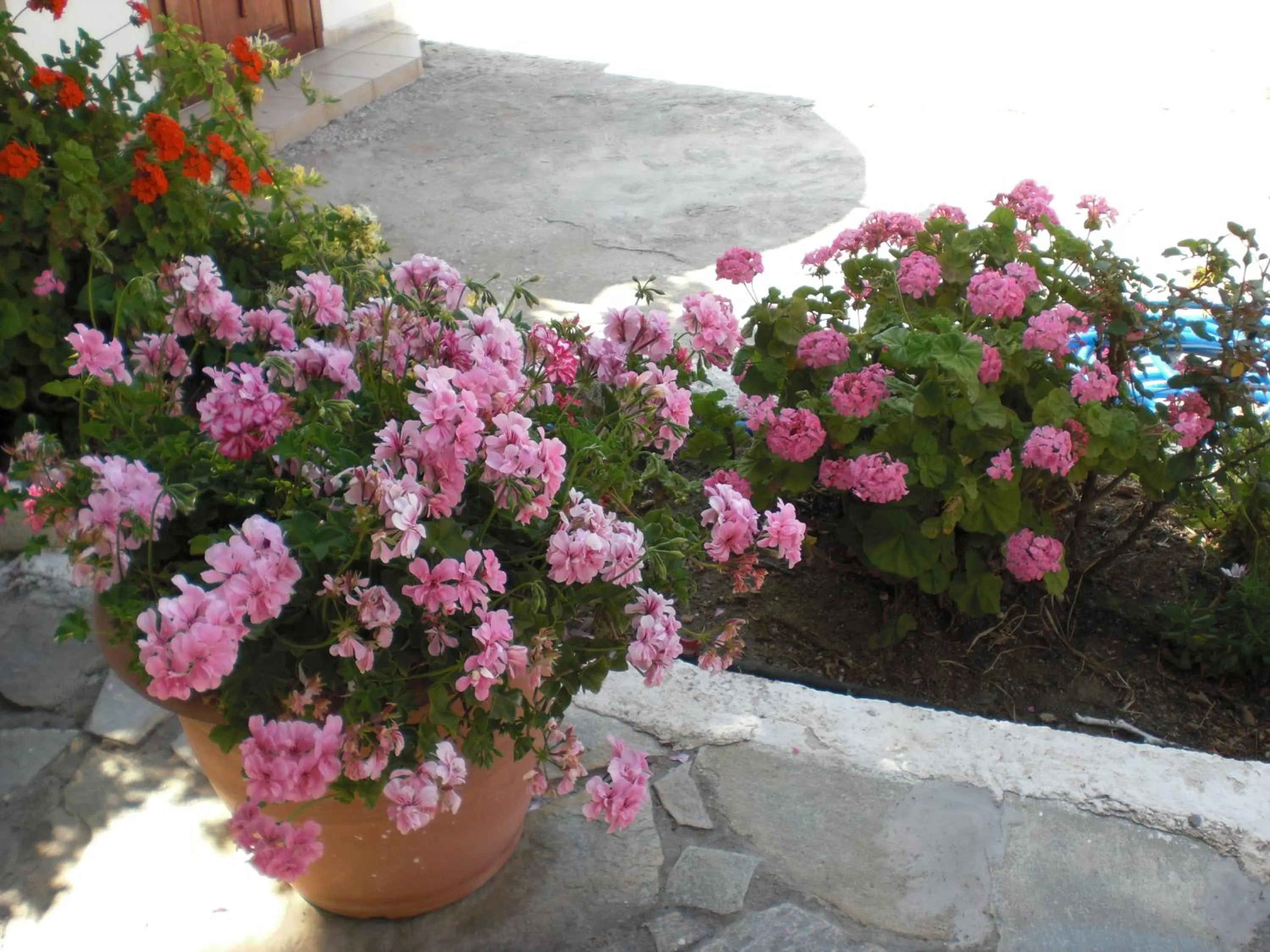 Garden in Esperides Hotel