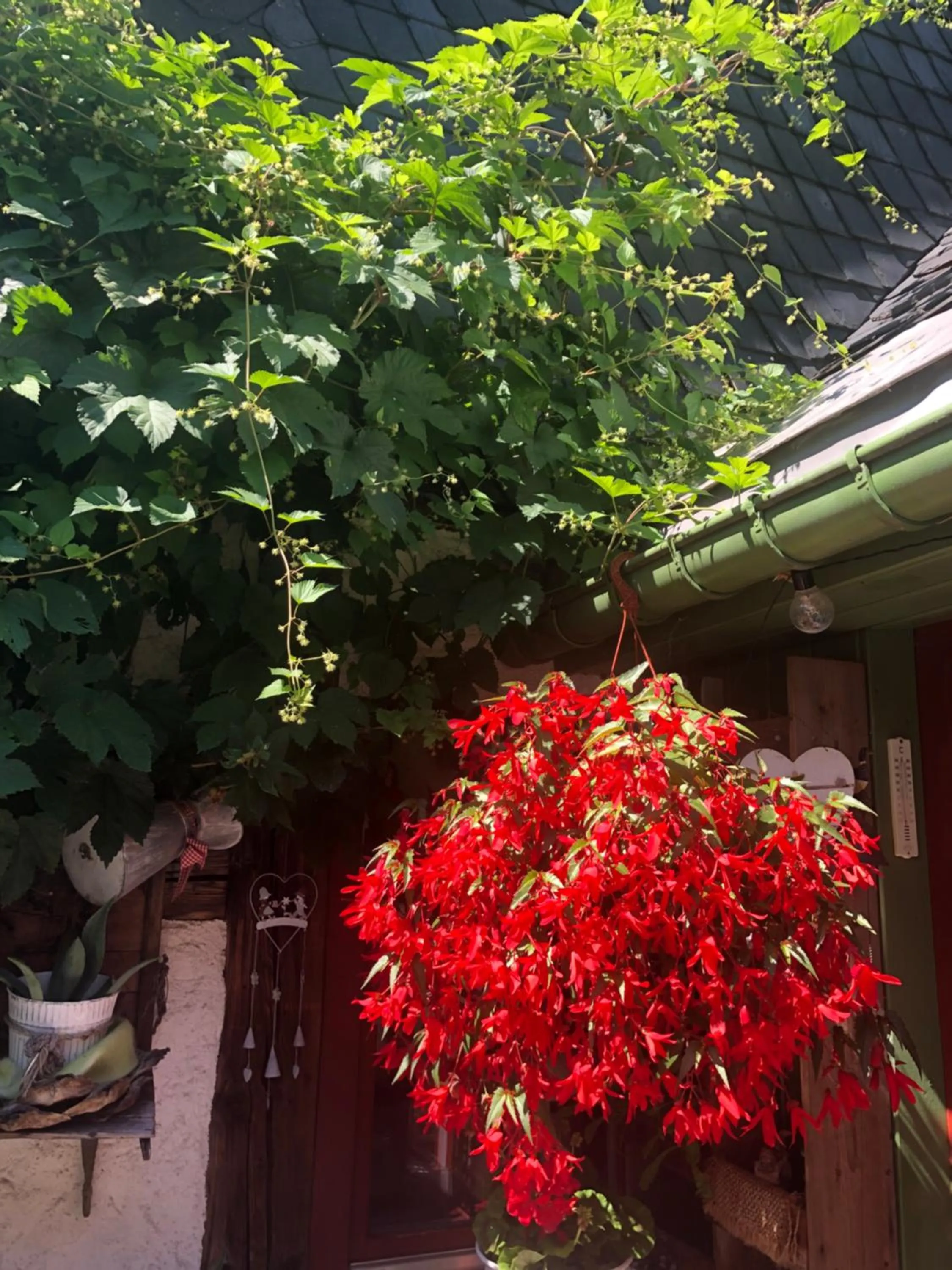 Garden in Frühstücks Pension Zum Postillion