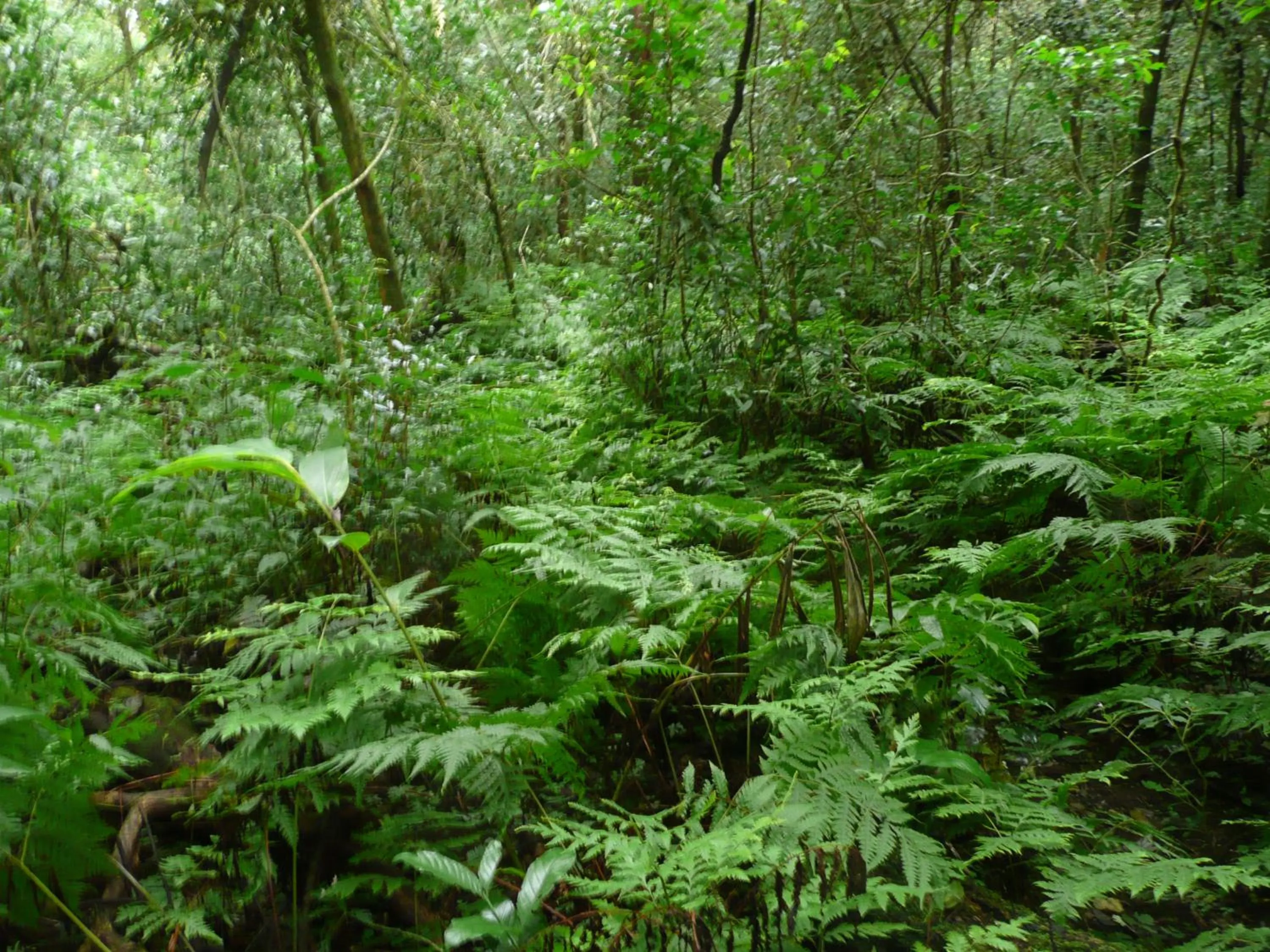 Natural landscape in Madrugada