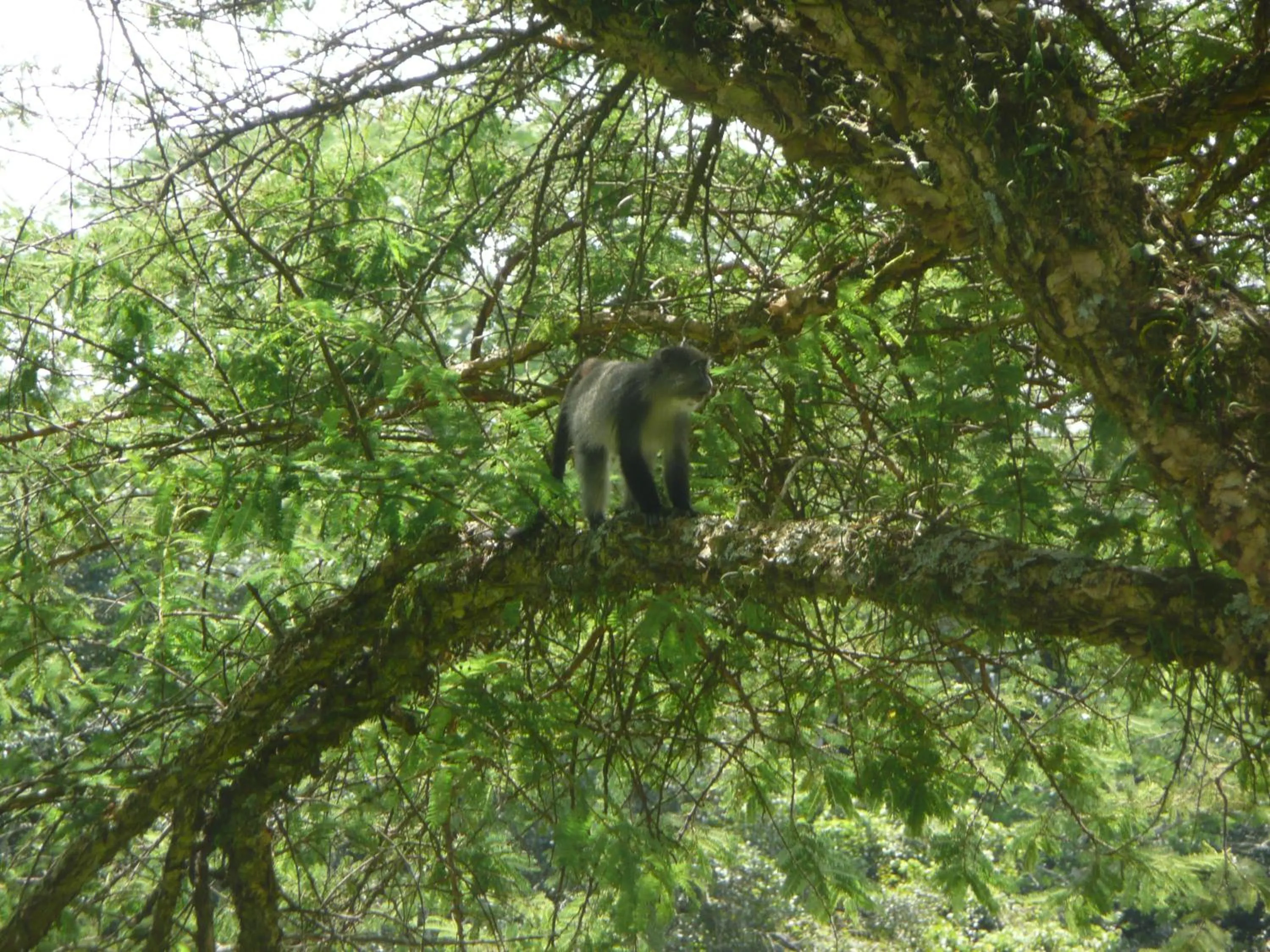 Animals in Madrugada