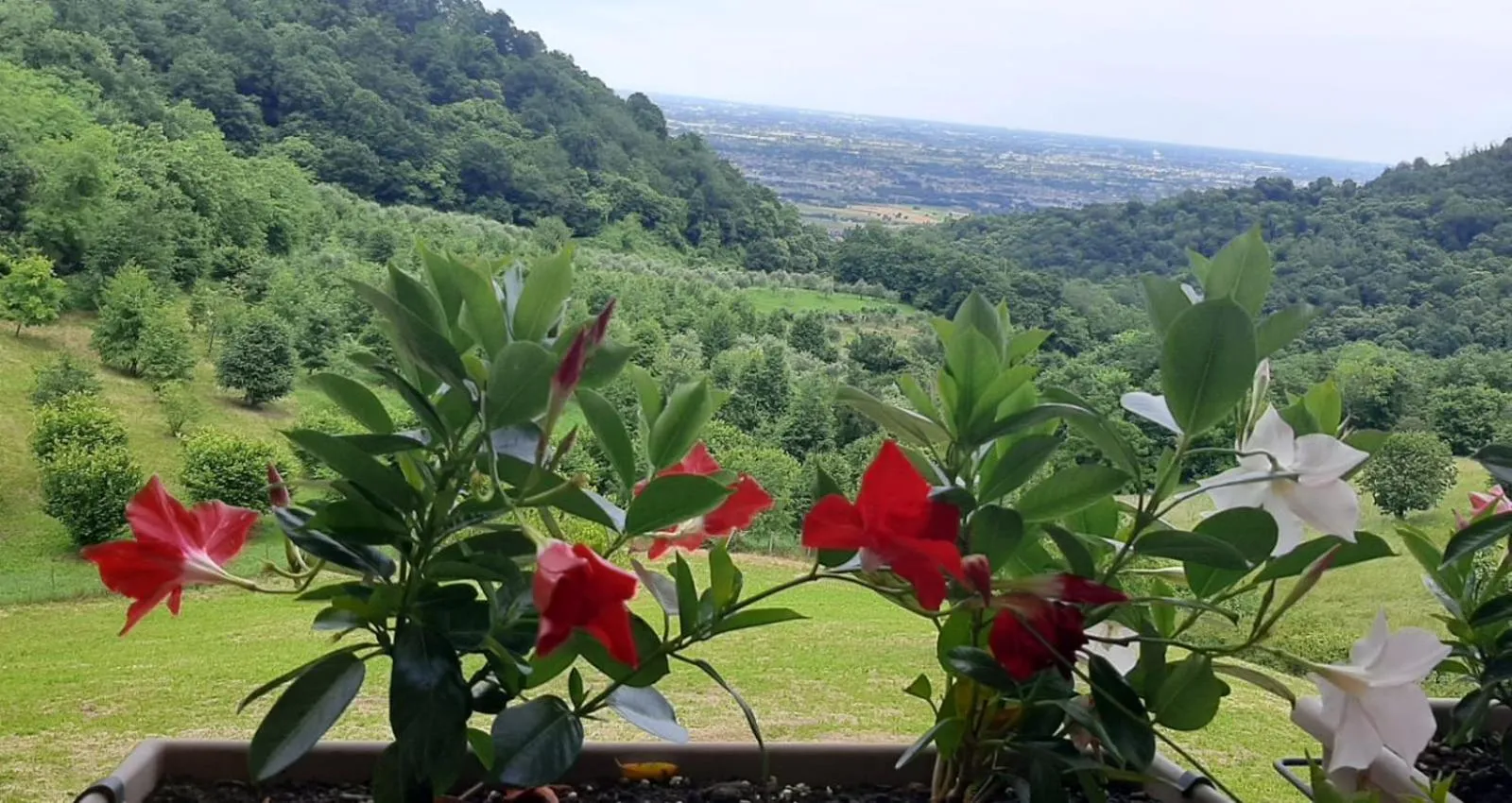 Garden in Albergo Torre