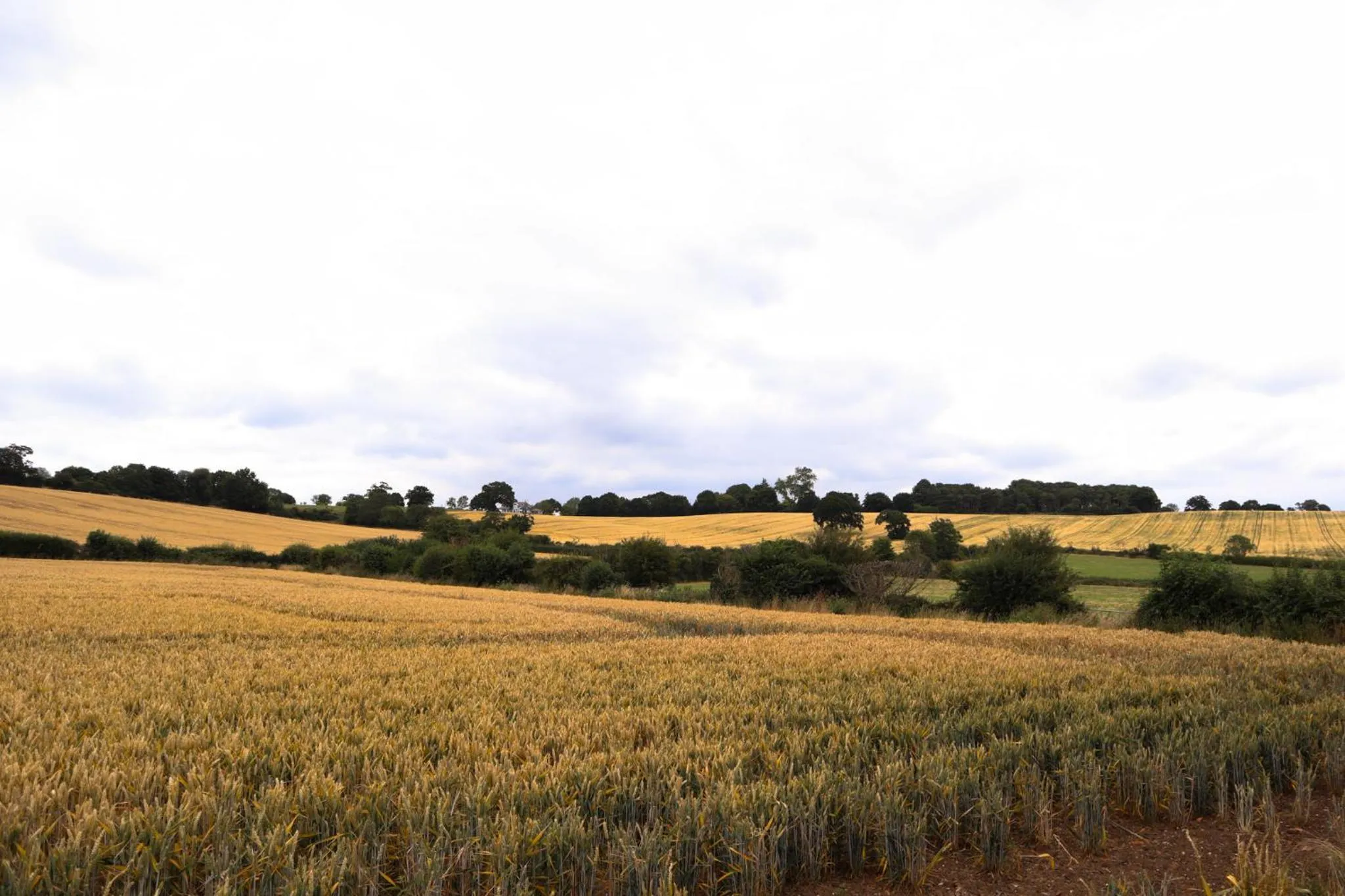 View (from property/room) in B&B Downham Hall