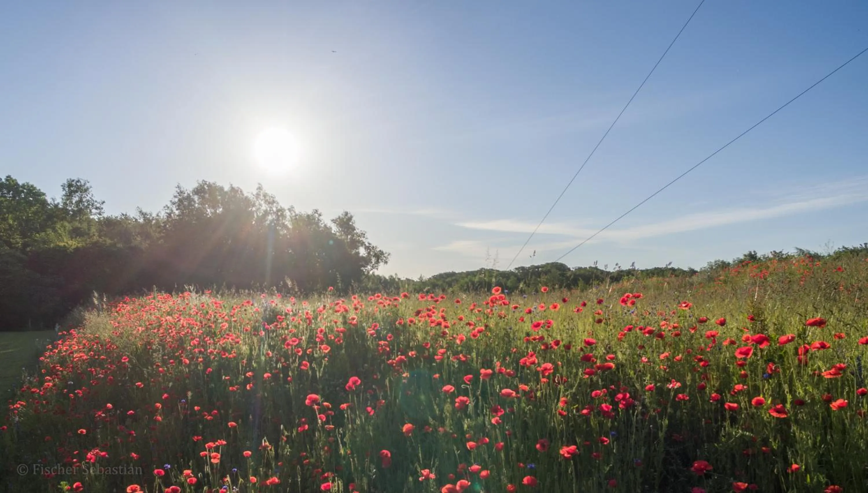 Natural landscape in Romantik Hotel Fischerwiege