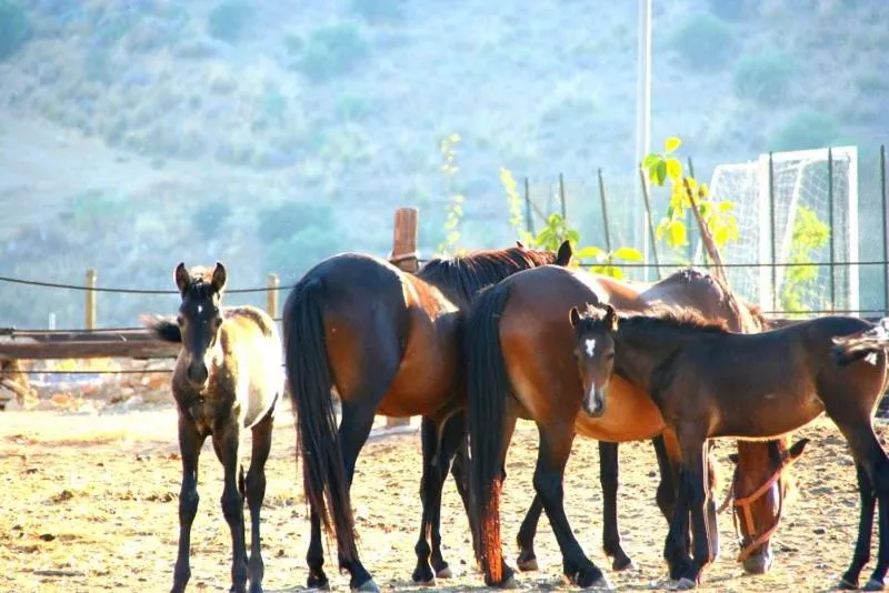 Horse-riding in Colle San Mauro