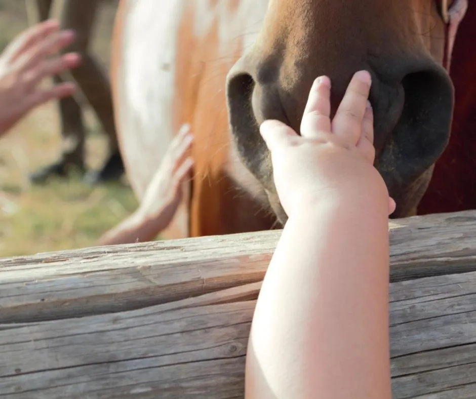 Horse-riding in Colle San Mauro