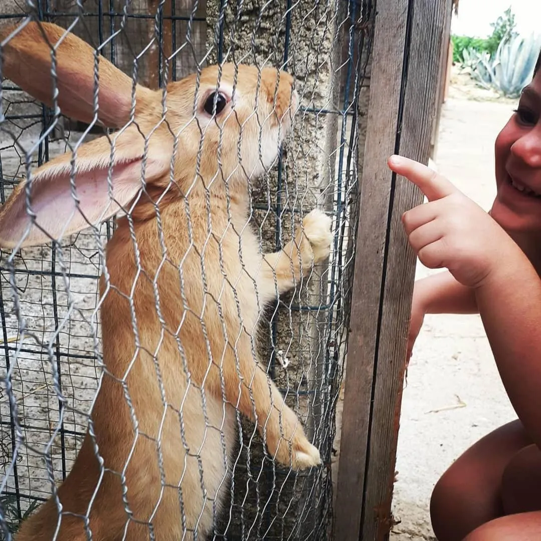 Animals in Colle San Mauro