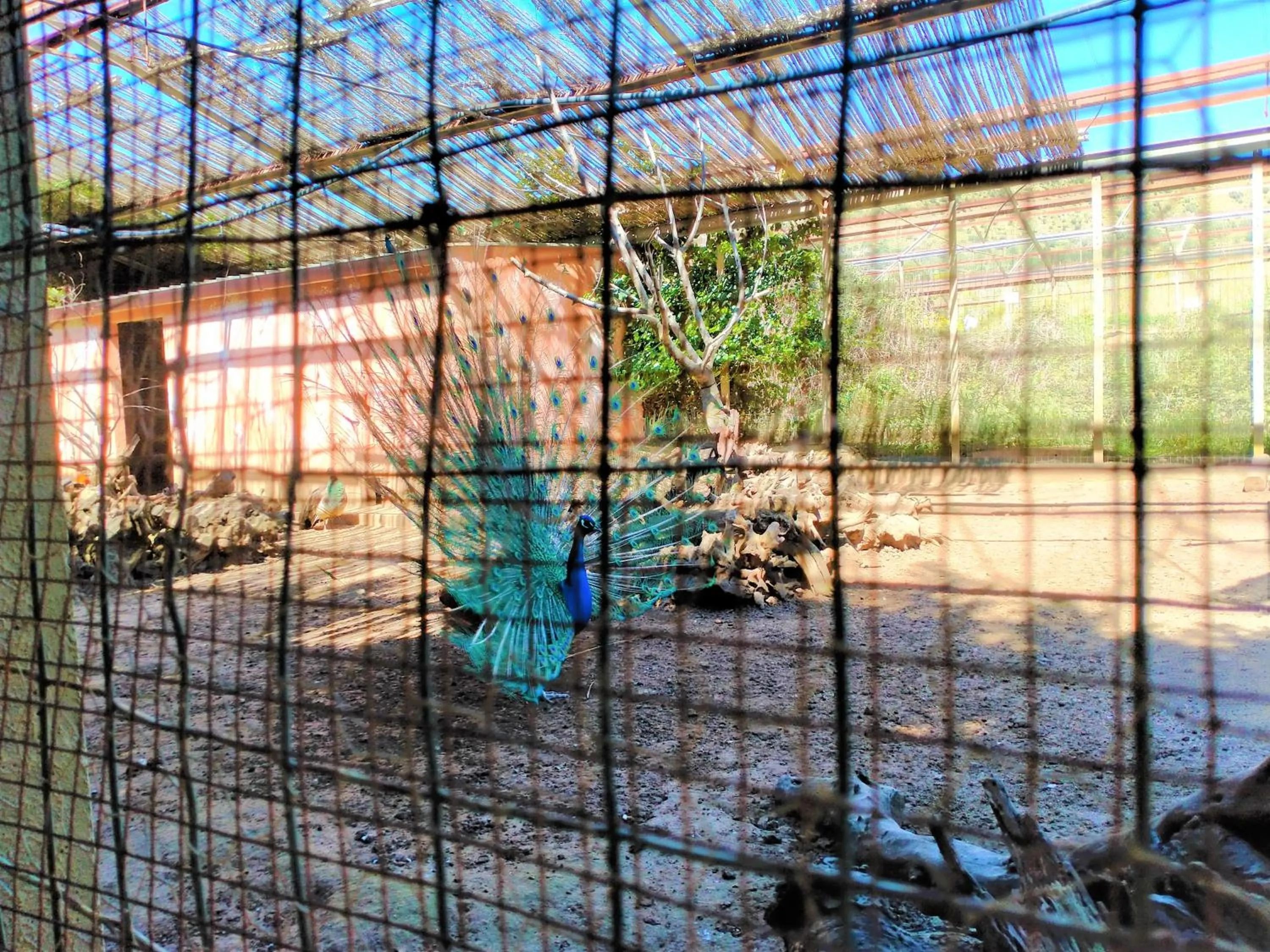 Animals in Colle San Mauro