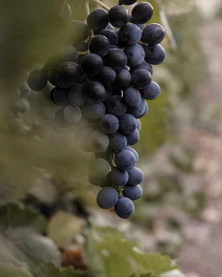 Food and drinks in Colle San Mauro