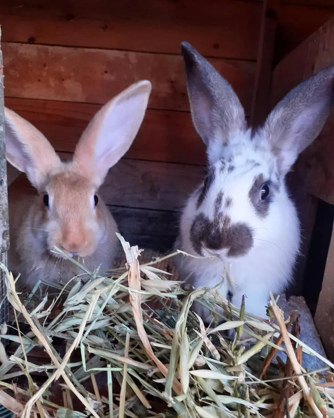 Pets in Colle San Mauro