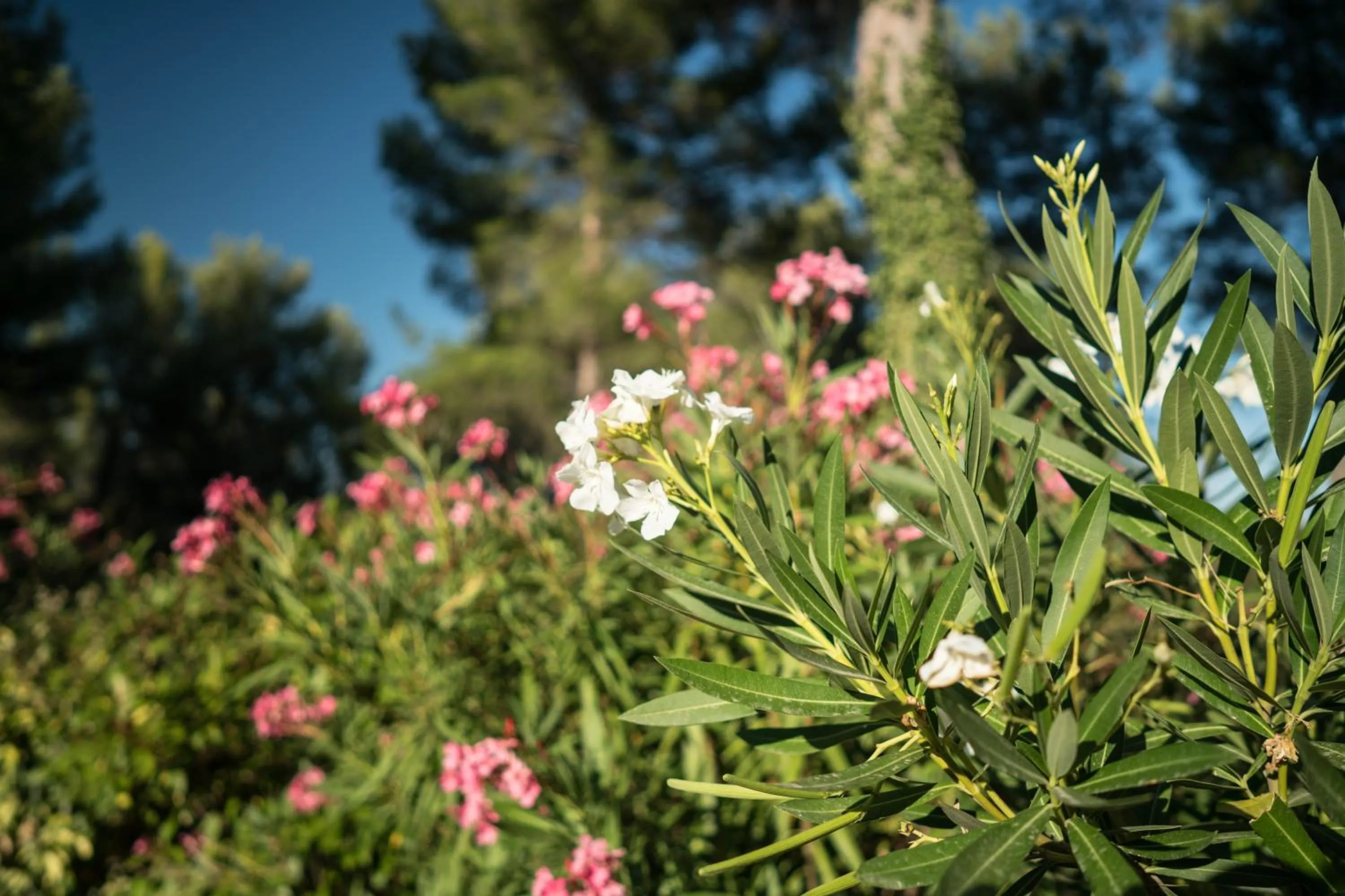 Garden in Domaine de Saint Clair