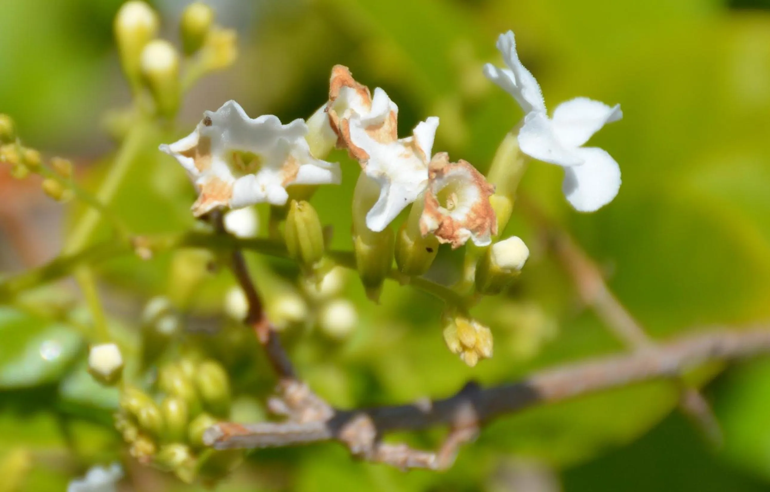 Natural landscape in Augusta Courtyard Motel