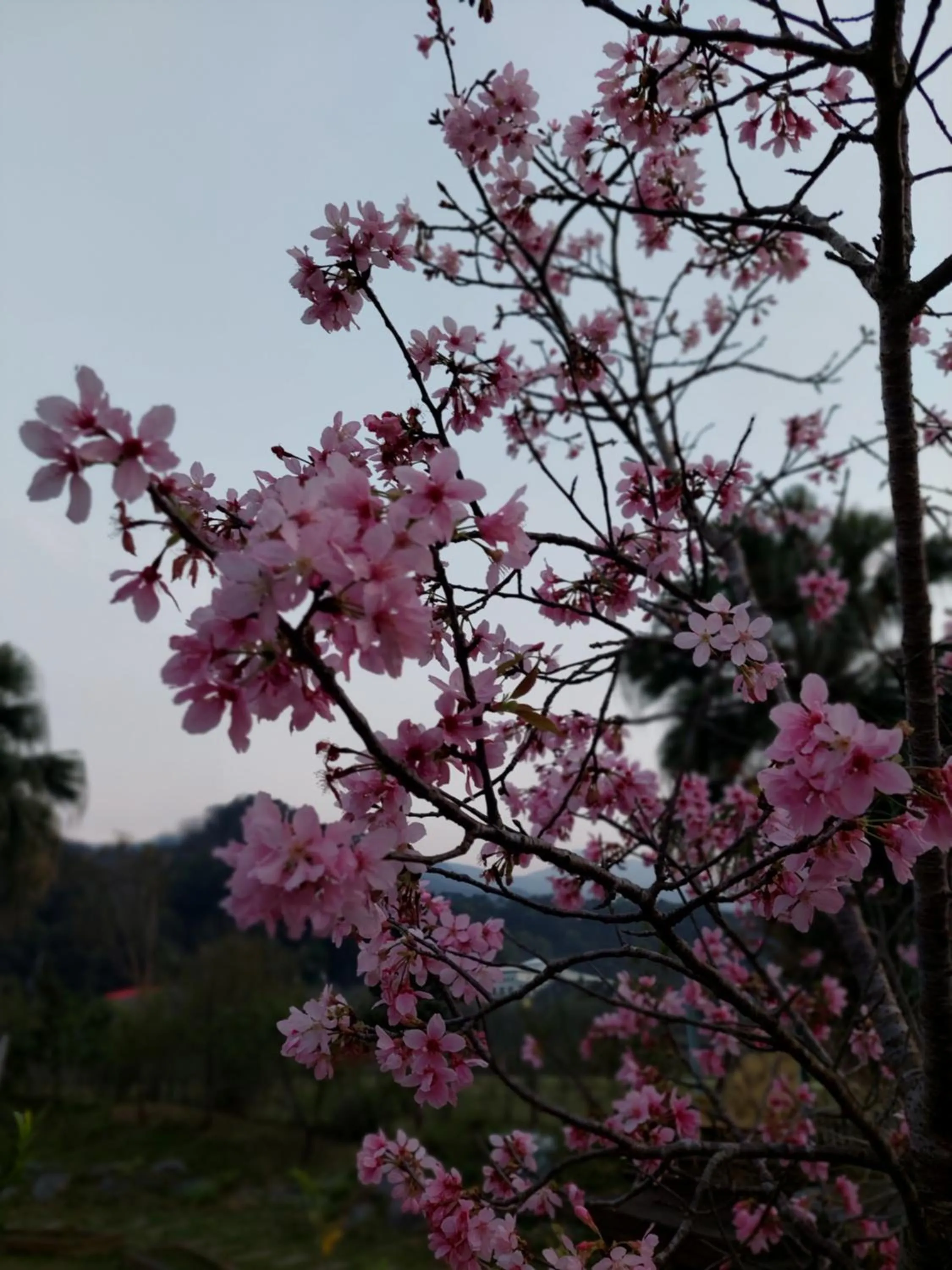 Fu Chuan Garden