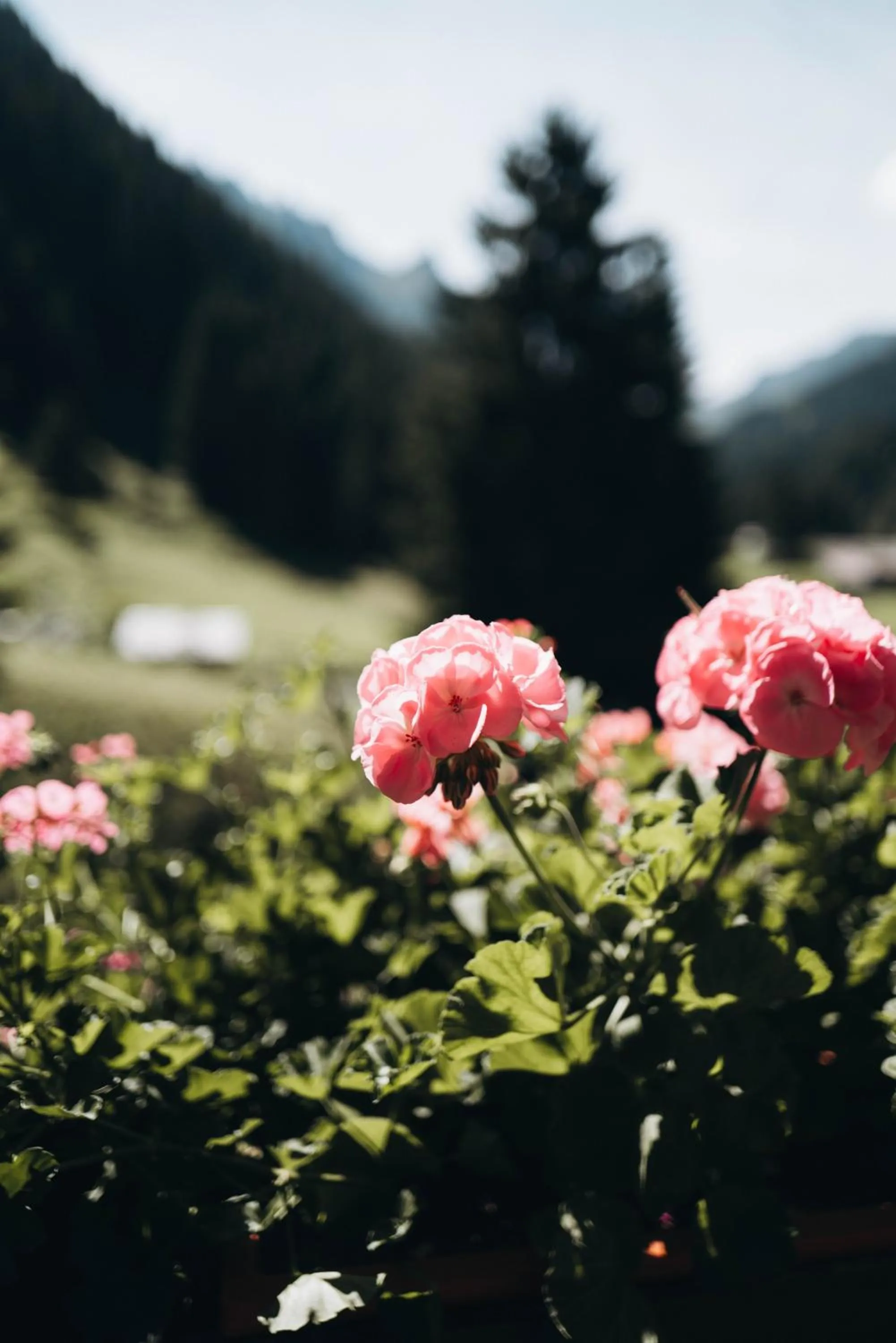 Garden in Heimspitze - Alpenhotel SKI-IN & Wirtshaus
